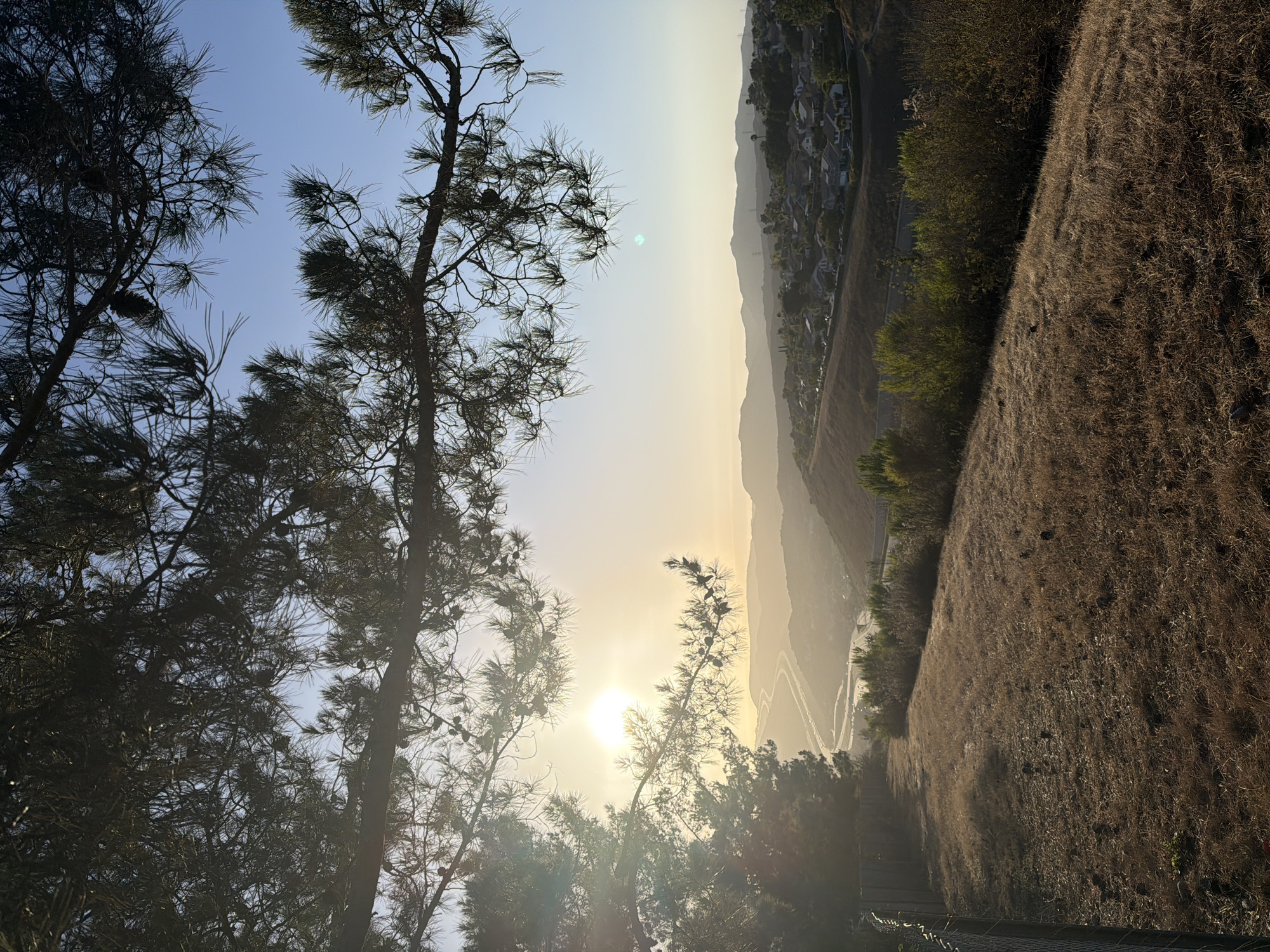 The image captures a serene sunset scene in Aliso Viejo, California, USA. In the foreground, dry, golden grass covers a sloped terrain, with a chain-link fence running along the left edge. Pine branches, adorned with pinecones, frame the top of the scene, partially obscuring the bright, hazy sun. Beyond the foreground, a winding highway stretches through rolling hills, with a suburban neighborhood nestled on the slopes. The sky transitions from a soft golden hue near the horizon to a clear blue overhead. The overall atmosphere is tranquil, with the warm light of the setting sun casting long shadows.