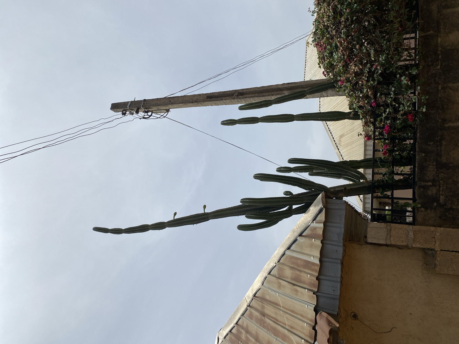 The image captures an outdoor scene, likely in a residential or semi-urban area, under a bright, overcast sky. The central focus is a remarkably tall, multi-branched cactus, possibly a Cereus species, with thick, segmented stems reaching upwards. Several small, green flower buds are visible on the upper arms of the cactus.
In the upper section of the frame, a weathered concrete utility pole is visible, from which multiple electrical wires extend horizontally, crisscrossing against the pale sky. To the right, a lush bush adorned with vibrant pink flowers, resembling bougainvillea, spills over a black metal fence or railing. This fence is positioned in front of a building with a light-colored, possibly corrugated metal or tiled roof.
In the foreground, the rusty, corrugated metal roof of another building is partially visible, suggesting a structure closer to the viewer. Adjacent to this foreground building are sections of walls, one made of light-colored stone blocks and another darker, possibly concrete wall. The setting appears lived-in, characterized by established vegetation and typical infrastructure for a warm climate. No people are visible, and no specific activities are taking place. The time of day is daytime, with diffused light indicating an overcast sky. No text is visible in the image. The architecture and vegetation align with cues for Barakin Akawo, Nigeria.