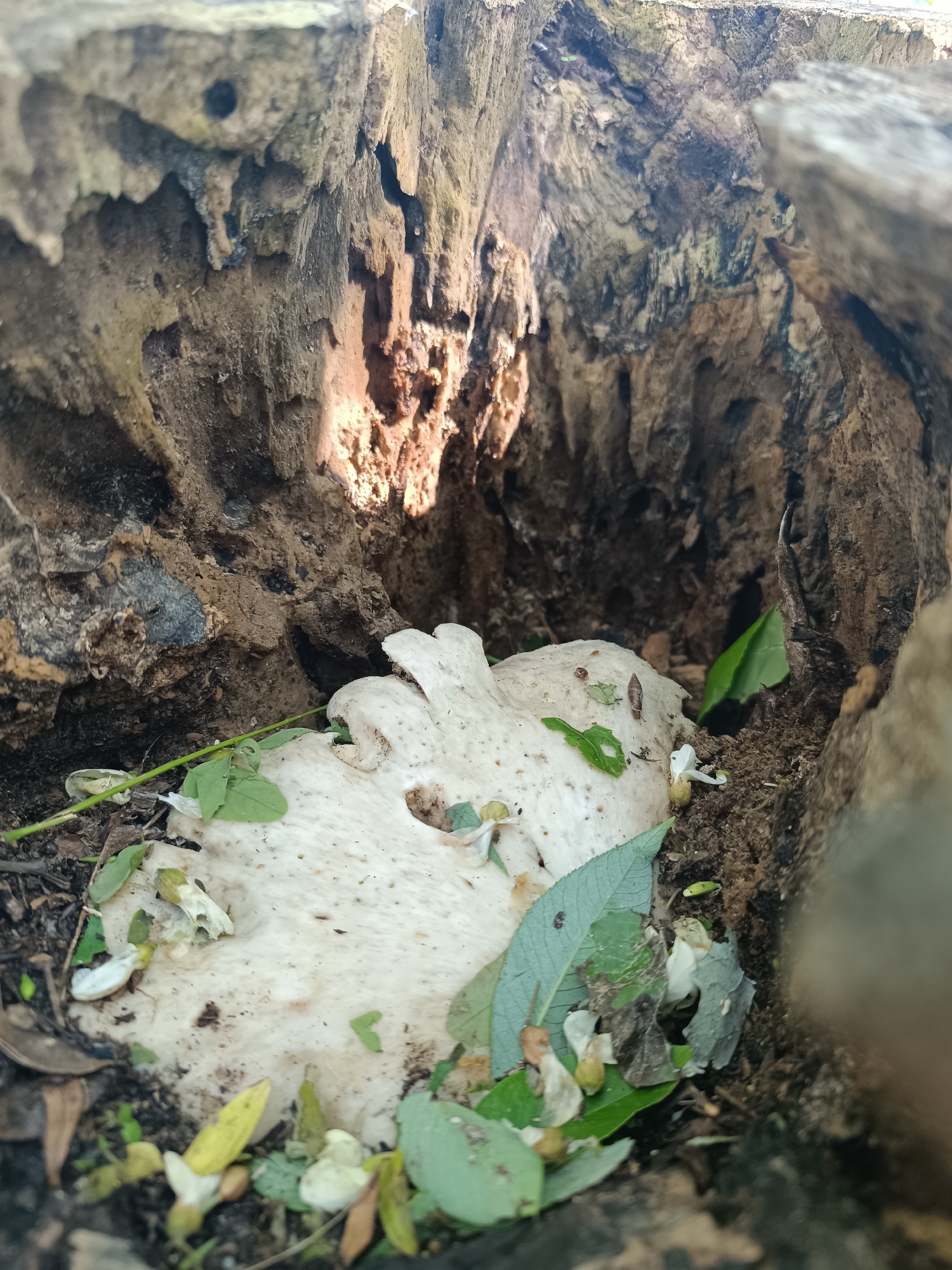 The image presents a close-up, downward-angled view into the hollowed interior of a decaying tree stump or log, set in an outdoor natural environment in Goryachevodsky, Russia.
The primary subject is a large, irregularly shaped fungal growth, appearing off-white or cream-colored, situated on the dark, moist ground at the bottom of the hollow. This fungus has a somewhat wavy, brain-like, or leathery texture, with some smaller holes or depressions on its surface. Scattered around and partially covering the fungus are several small green leaves, some fresh and vibrant, others withered and brownish, mixed with bits of soil and organic debris.
The walls of the tree stump are highly textured, gnarled, and rough, displaying various shades of brown, grey, and dark earthy tones, indicating advanced stages of decomposition. Sunlight streams into the hollow, brightly illuminating sections of the interior walls and the fungus, particularly from the top right of the frame, and casting deep shadows that emphasize the rugged contours of the wood. The overall scene suggests natural processes of decay and fungal growth. No people or animals are visible, and there is no discernible text in the image. The time of day appears to be daytime due to the presence of direct sunlight.
