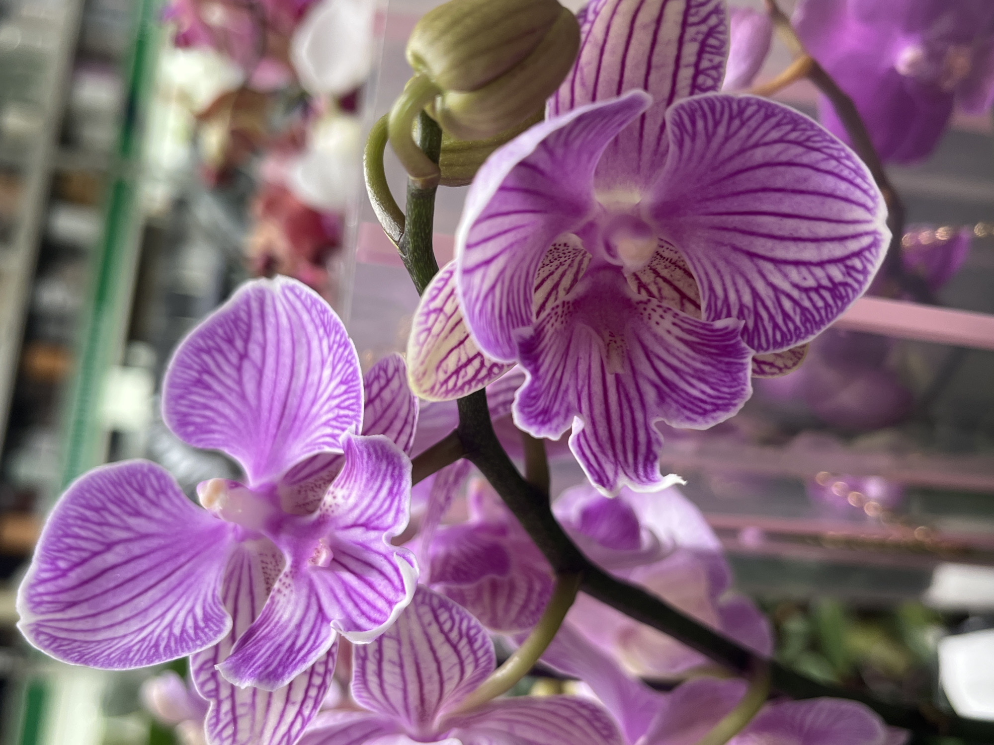 This is a close-up, eye-level, indoor photograph of a flowering orchid plant. The main subjects are several vibrant purple and white striped orchid blooms and a single green bud. The flowers are in various stages of bloom, with some fully open and others partially unfurled. The delicate petals feature intricate dark purple veining against a lighter purple background, outlined with a thin white edge. One bloom in the foreground to the left is particularly striking, with its petals spread wide. Above and slightly behind it, another bloom is more centrally focused, showcasing its intricate internal structures. A thick, dark stem runs vertically through the frame, supporting the blossoms and bud. The background is softly blurred, suggesting a retail environment or greenhouse setting. There are hints of other plants and shelves visible, with out-of-focus lights creating bokeh effects. The lighting appears to be artificial and diffused, with no strong shadows. The overall mood is one of natural beauty and delicate detail. No people, text, or specific time of day or weather cues are visible. The location context provided is Krasnodar, Russia.