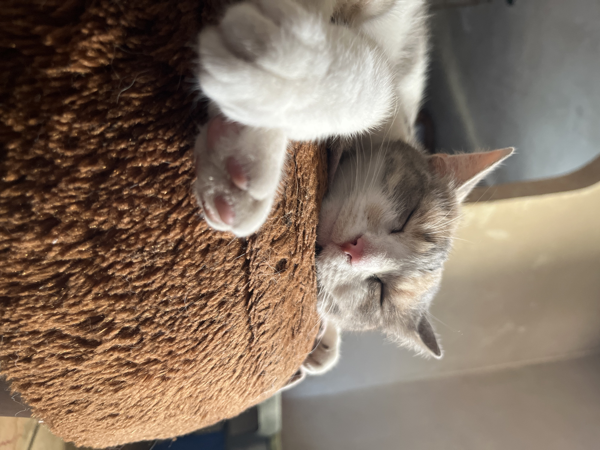 A domestic cat, appearing to be a kitten, is sleeping peacefully on a fuzzy brown cushion. The cat has white fur with grey and light brown markings on its head and back. Its eyes are closed, and its pink nose is visible. The cat's front paws are crossed over its chest, showing its pink toe pads. The background is blurred, but suggests an indoor environment with natural light casting shadows. This image was taken in the city of Dnipro, Ukraine.