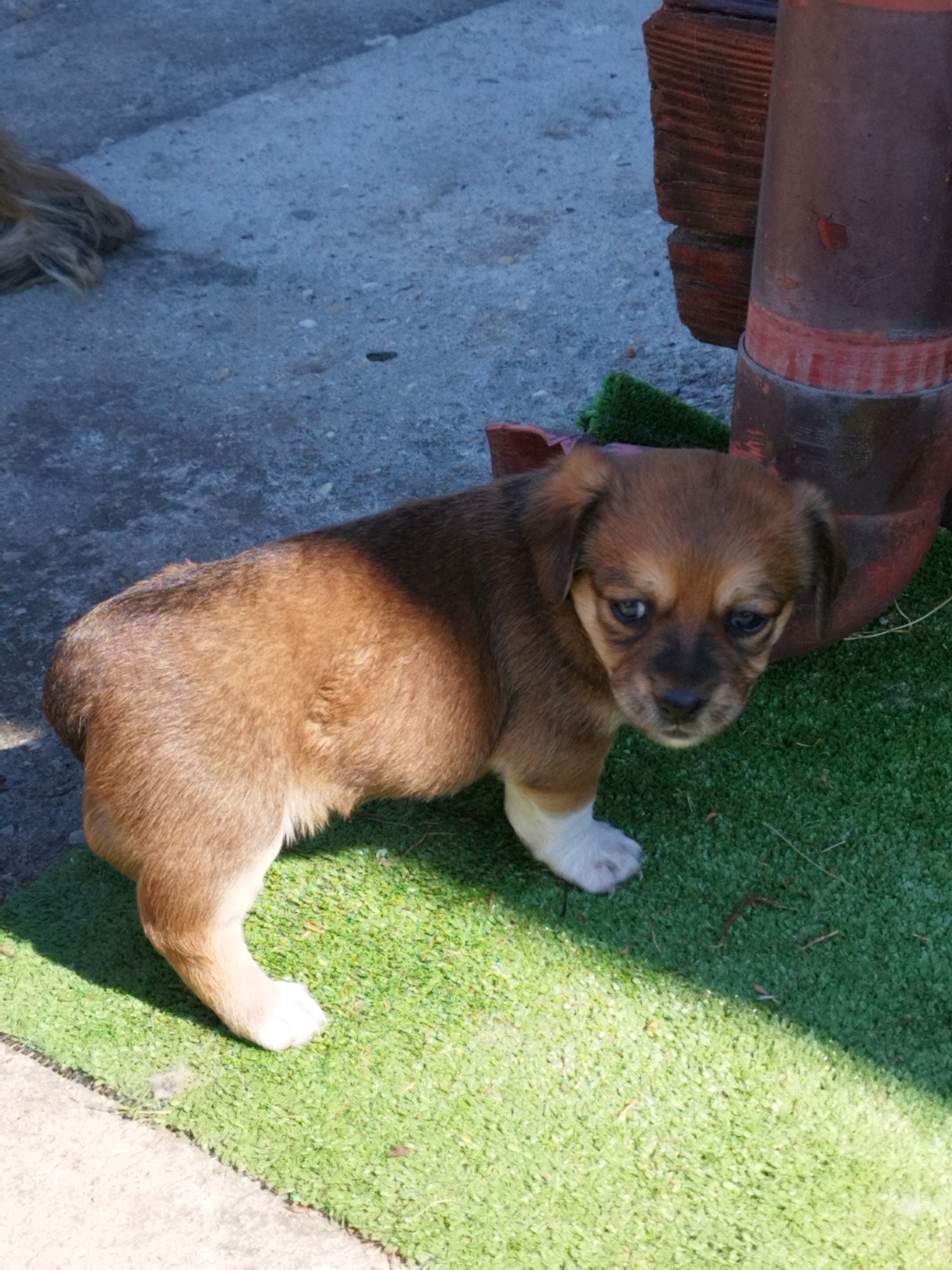 The image shows a brown puppy with white paws standing on artificial turf. The puppy has a dark muzzle and light blue eyes. To the left of the puppy, a gray concrete surface is visible, with some fur on it, suggesting a possible interaction with another animal. In the background, there is a reddish-brown pipe, possibly part of a plumbing or industrial fixture, and some wooden elements. The scene appears to be outdoors, possibly in a yard or public space in Bucharest, Romania, given the context provided. Sunlight casts a shadow over a portion of the turf.