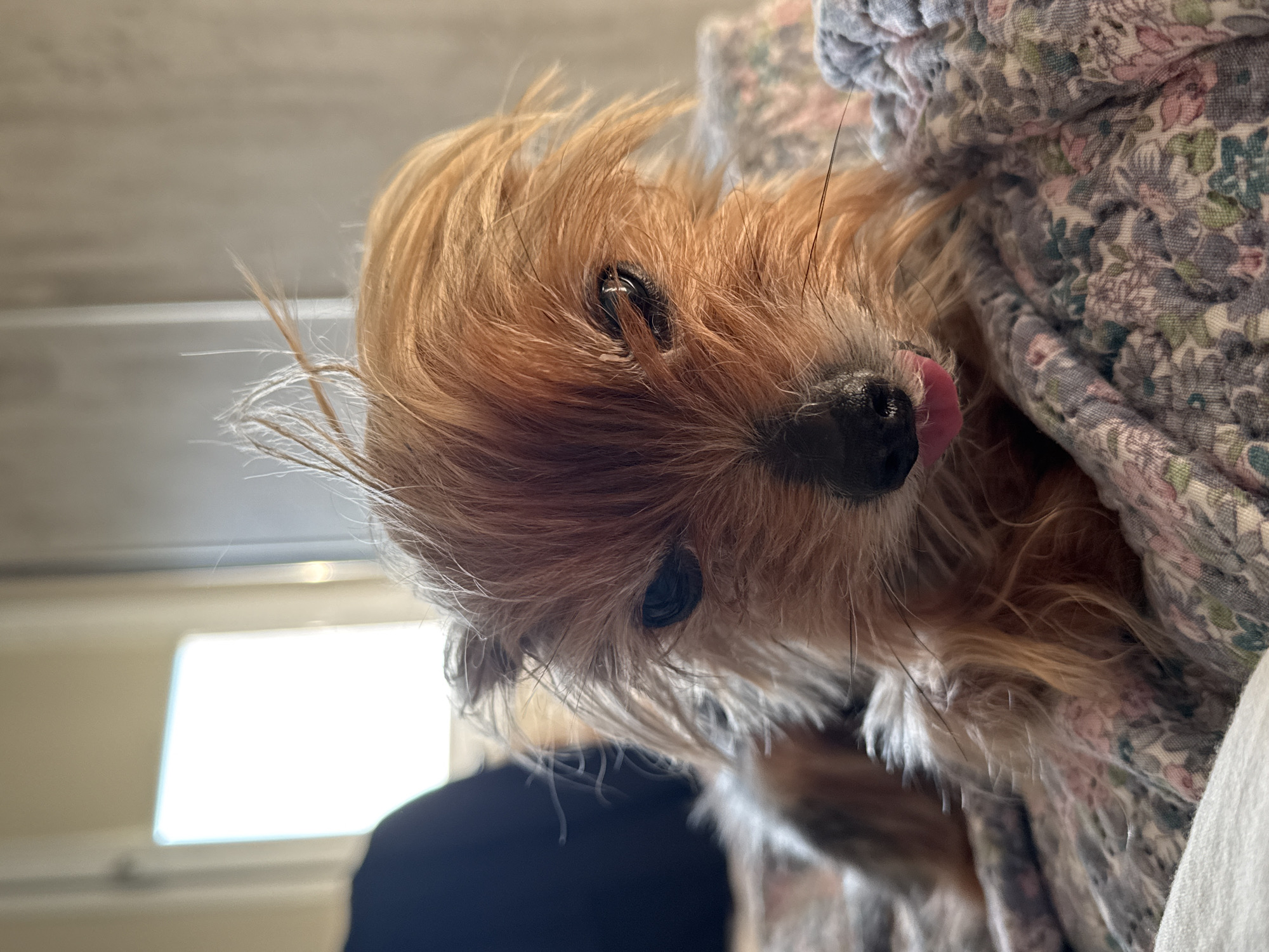 A close-up image features a small, brown, long-haired dog, possibly a Yorkshire Terrier, with its tongue sticking out slightly. The dog is nestled within the folds of a quilt or blanket patterned with small pink and green flowers on a grey background. The dog has dark eyes and a black nose. The background is partially out of focus, revealing a brightly lit window and a person in a dark shirt. The image does not include details related to the city of Burgas, Bulgaria.