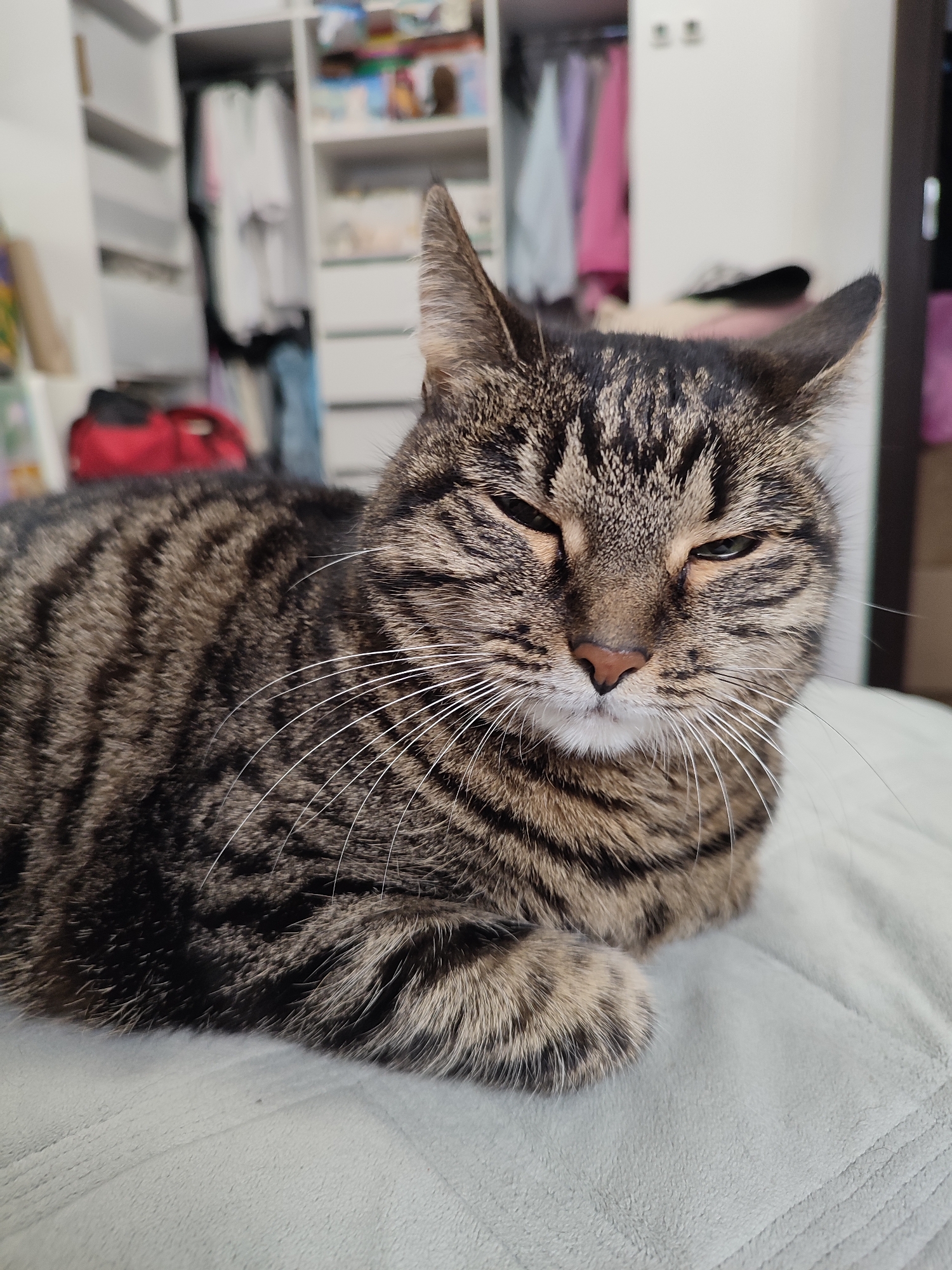 A close-up shot shows a tabby cat lying on a light blue, plush surface. The cat is facing the camera with its eyes partially closed, appearing to be relaxed or sleepy. Its fur is a mix of brown and black stripes. The background is out of focus but reveals a closet with clothes on hangers and shelves. The setting appears to be a bedroom or dressing area. There are no people visible in the image. The location is unknown.