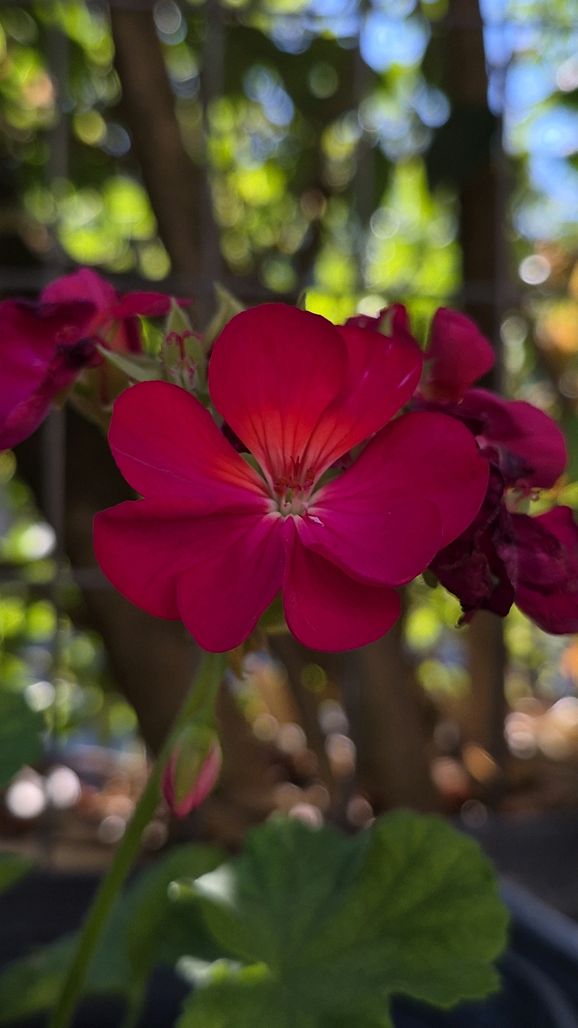 A close-up, vertical shot captures a vibrant pink geranium in bloom, its delicate petals radiating from a central cluster of stamens. The flower is the clear focal point, with its rich color and intricate detail sharply defined against a softly blurred background of green foliage, tree trunks, and a hint of blue sky. The shallow depth of field creates a bokeh effect, rendering the background elements as ethereal circles of light and color. To the left and right of the main flower, partially visible are other pink geranium blooms, some appearing in various stages of unfurling or wilting. A single, closed bud, tinged with pink, emerges from a green stem below the prominent flower, suggesting continued growth and blooming. A large, green leaf unfurls at the bottom of the frame, adding to the plant's lushness. The overall impression is one of natural beauty, with the bright, cheerful bloom dominating the scene.