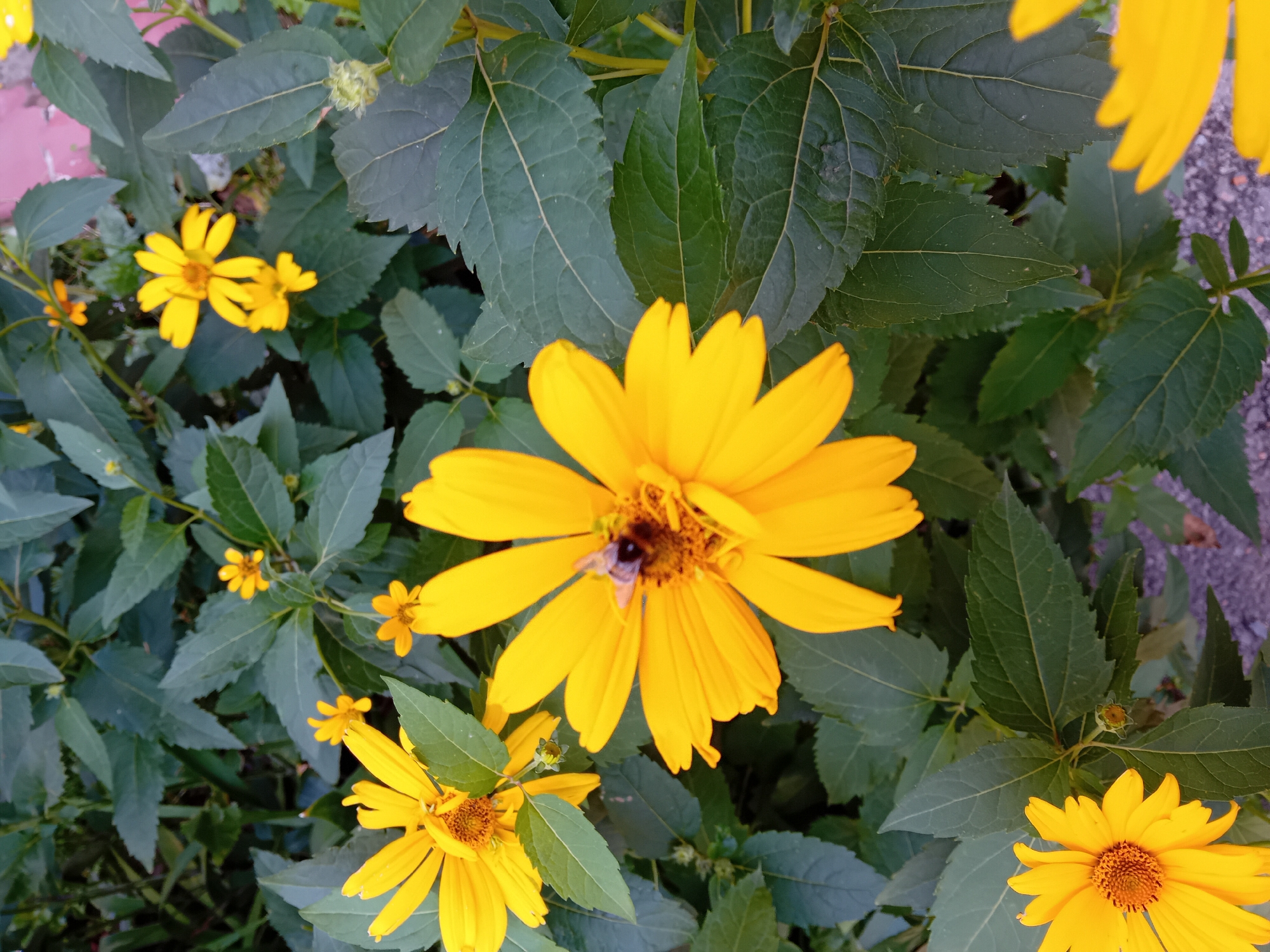 The image depicts a close-up view of bright yellow flowers, likely sunflowers or a similar variety, with lush green foliage in the background. One of the prominent flowers in the foreground has a bee actively engaged with its center, suggesting pollination. The scene appears to be outdoors, possibly in a garden or park setting within the city of Chuhuiv, Ukraine. The lighting suggests it is daytime, with natural light illuminating the flowers and leaves. The ground beneath the plants is visible in some areas, appearing to be a mixture of small stones or gravel. The overall impression is one of natural beauty and an active ecosystem.