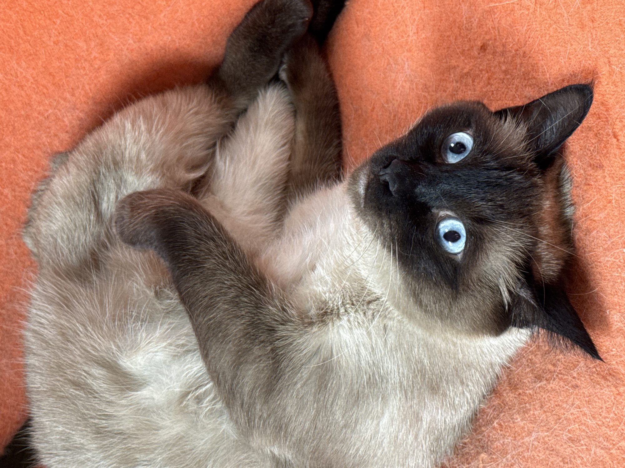 A Siamese cat with bright blue eyes is lying on an orange surface. The cat's body is mostly light-colored with darker brown points on its face, ears, and paws. The cat's paws are curled up near its chest.