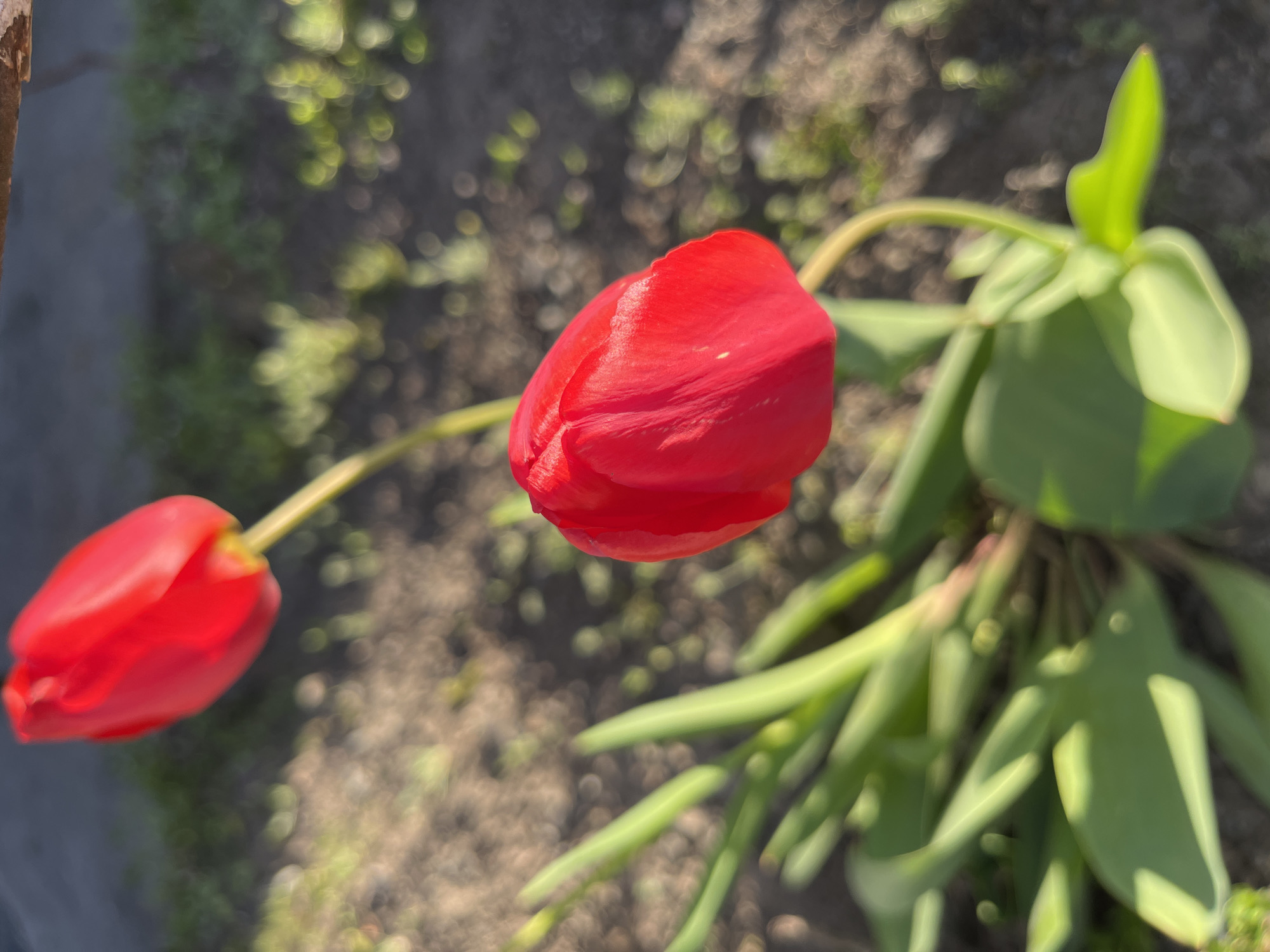 The image captures two vibrant red tulips blooming in an outdoor setting, likely a garden or flowerbed, under bright sunlight. The main focus is on a prominent, deep red tulip bud or partially opened flower situated in the upper central-right portion of the frame. Its petals exhibit texture and natural folds, reflecting the direct light. The tulip's stem is green and curves gracefully towards the lower right, where several broad, green leaves are visible.
A second red tulip, less in focus due to a shallow depth of field, appears in the lower-left corner, also showcasing a rich red color. Both tulips are characterized by their green stems and foliage.
The background is softly blurred, displaying a bokeh effect with numerous circular light highlights, indicating strong, direct sun exposure. It consists of dark soil or earth with faint, out-of-focus green patches, suggesting sparse ground cover or distant plants. A vertical brown element, possibly a fence post or tree trunk, is partially visible along the far-left edge of the image.
The overall lighting indicates a clear, sunny day, likely morning or afternoon. No specific activity is depicted, and no text is visible. The scene conveys the natural beauty of spring flowers in a garden environment, consistent with a location such as Kryvyi Rih, Ukraine.