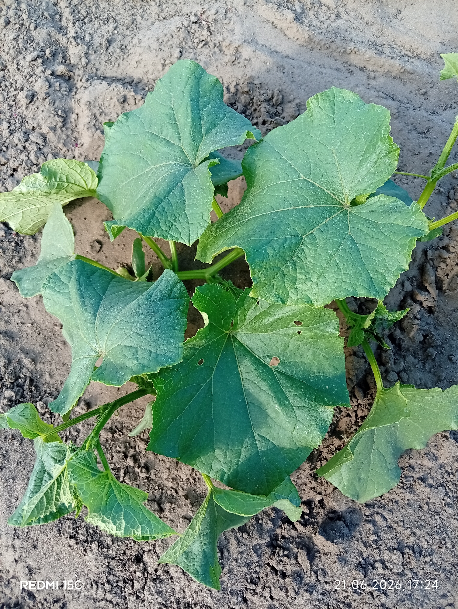 A young cucumber plant with several large, green, lobed leaves and a thin stem is growing in dark soil. The plant is in its early growth stage, with some smaller leaves and developing tendrils visible. The soil appears dry and somewhat loose, with small pebbles and debris scattered across the surface. The lighting suggests it is daytime, with shadows cast on the ground. The image also contains a watermark in the bottom left corner displaying "REDMI 15C" and a date and time stamp in the bottom right corner showing "21.06.2026 17:24." The location of Mykolaivka, Ukraine, is provided as context for this image.