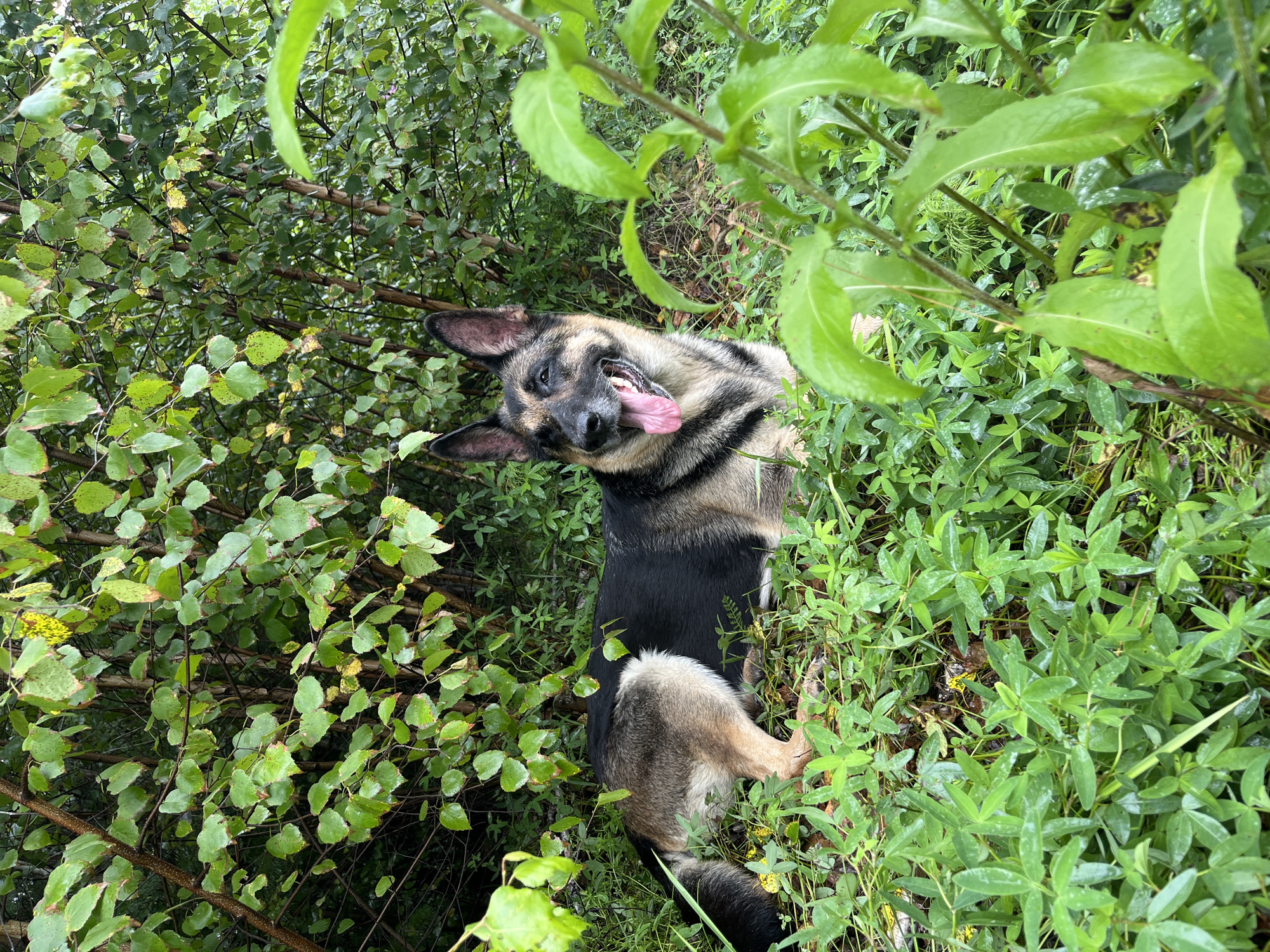 A German Shepherd dog is lying down in lush green foliage. The dog, with black and tan fur, is looking to its right with its tongue out. The background is filled with trees and leaves, suggesting an outdoor, natural setting. The specific location in the city of Nizhny Tagil, Russia, is not discernible from the image. The scene appears peaceful and natural.