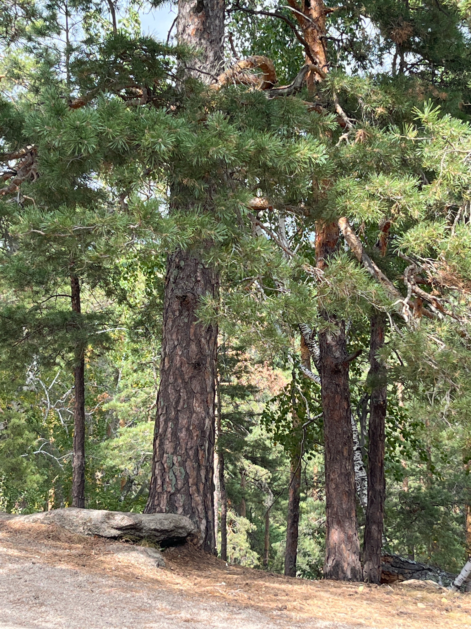 The image depicts a forest scene in the Зелёный Бор rural district, Kazakhstan. The foreground features a dusty path and a large, weathered rock situated on a bed of pine needles. Behind the rock, several pine trees dominate the frame, their thick, textured bark contrasting with the lush green foliage. One particularly large pine tree stands in the center, its branches extending outwards and upwards, creating a dense canopy. In the background, a mix of other trees, including birch trees with their distinctive white bark, can be seen, adding depth to the woodland environment. The overall impression is one of a natural, untouched forest landscape.