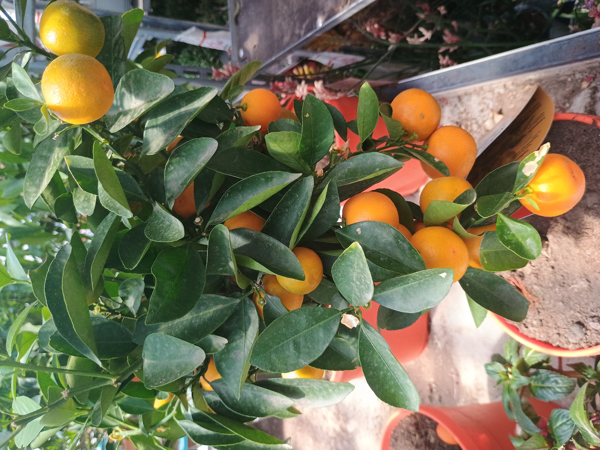 The image shows a close-up, top-down view of a small potted citrus tree, possibly a kumquat or calamansi, laden with ripening fruits. The fruits range in color from yellow to orange and are interspersed amongst dark green leaves. The tree is potted in a red plastic container. The background shows hints of other potted plants and a metal structure, suggesting a nursery or garden center setting. The location is specified as Unknown, Unknown, so no further location details can be provided.