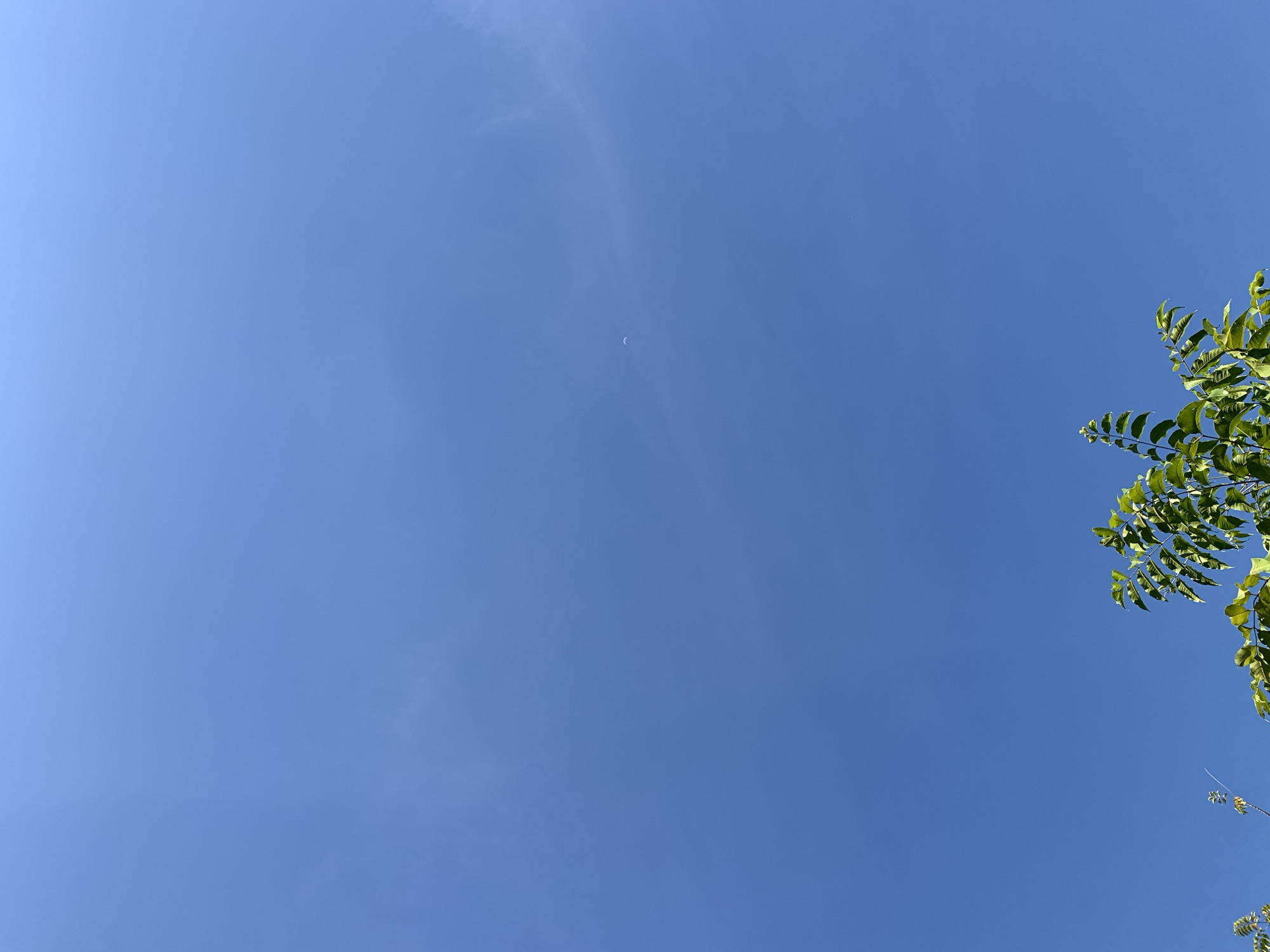 The image shows a clear, bright blue sky with a few faint wispy clouds and a small, distant object, possibly a paraglider, visible in the upper center. The lower portion of the image is framed by the green foliage of trees. The scene is likely outdoors, under daylight conditions. No specific landmarks or features in Makassar, Indonesia are identifiable from this image.