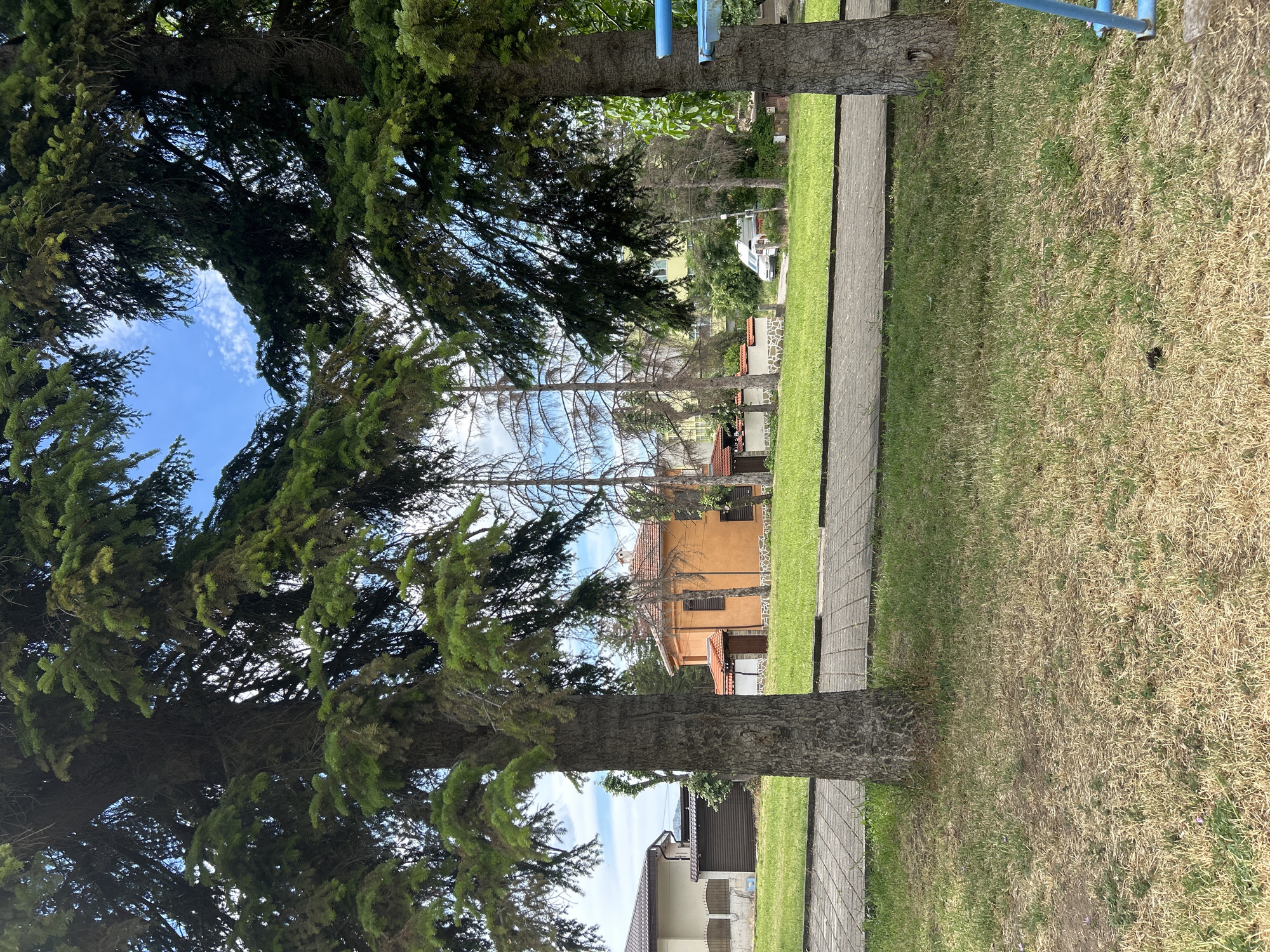 A full vertical shot captures a park-like area in Unknown, Unknown, on a bright, partly cloudy day. Two large evergreen trees, whose lower trunks are prominent in the foreground, flank the scene, their branches creating a canopy that partially obscures the sky. In the middle ground, a paved pathway runs horizontally, separating a patch of green grass from a lawn that shows signs of dryness and browning. Behind the lawn, a small, orange-tiled house with a white stone foundation and dark shutters is visible. To the left of this house is a larger, light-colored building with a brown roof and a beige fence. Further in the distance, several tall, slender trees with sparse foliage stand, some appearing dead. A white van is parked on a road behind these trees, and a blue structure, possibly part of a playground, is partially visible on the right side of the frame.