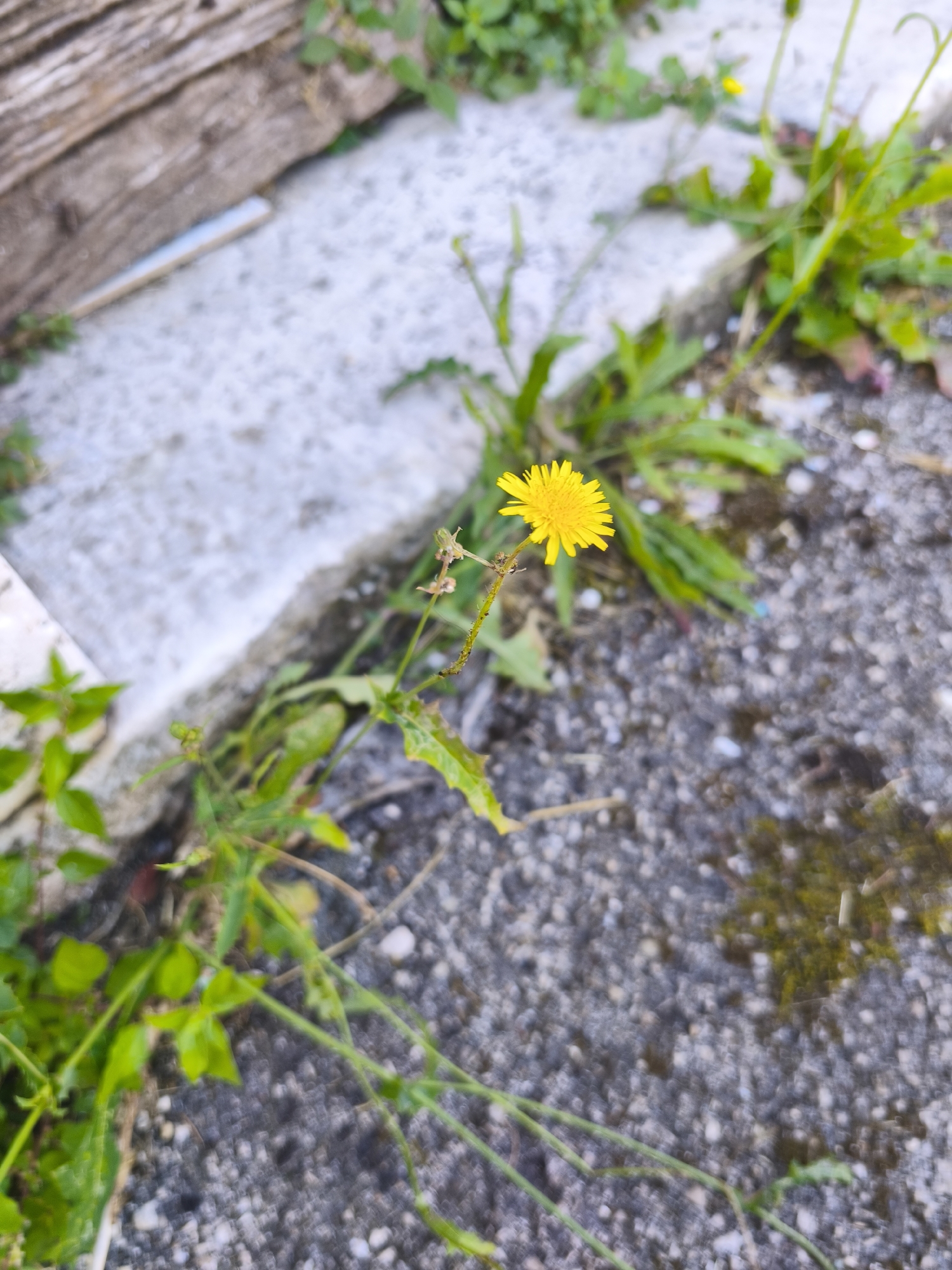 This is a close-up, eye-level, medium shot of a single, bright yellow dandelion flower blooming next to a rough, light-colored concrete curb. The flower is the focal point of the image, with its petals vibrantly spread open, facing slightly to the left. The dandelion is rooted in a patch of green leaves and thin stems that emerge from the ground near the curb.
Behind the flower, the scene transitions to a textured asphalt ground, speckled with small white pebbles and patches of dark green moss. To the left of the flower and concrete, a weathered, horizontal wooden plank is visible, its rough texture contrasting with the smoother surfaces around it. The lighting suggests it is daytime, with soft natural light illuminating the scene.
The setting appears to be an outdoor environment, possibly a garden path, sidewalk, or an edge of a street in Campochiaro, Italy. The overall mood is one of nature's resilience, with the cheerful dandelion thriving in what might be considered an uncultivated urban or semi-urban space. There are no people or text visible in the image.
