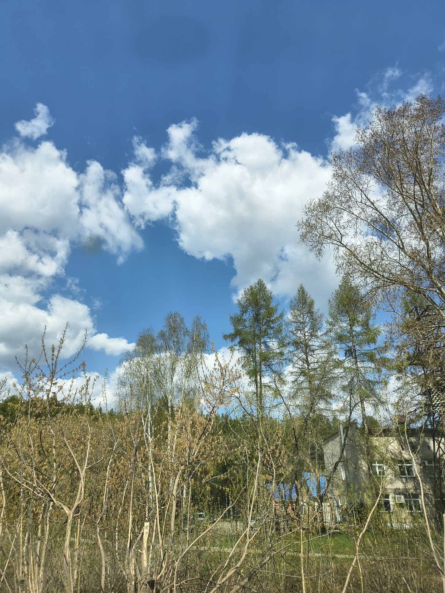 A daytime, upward-angled shot depicts a partly cloudy sky above a landscape of trees and a building. The sky is predominantly blue with scattered, fluffy white clouds. In the midground, there are several trees, some with green foliage and others appearing bare with delicate branches. The trees vary in height and density. The building, constructed of brick, is partially obscured by the trees. It is multi-storied, featuring rows of windows. The vegetation in the foreground appears as a dense array of thin trunks and branches. The location is unidentified.