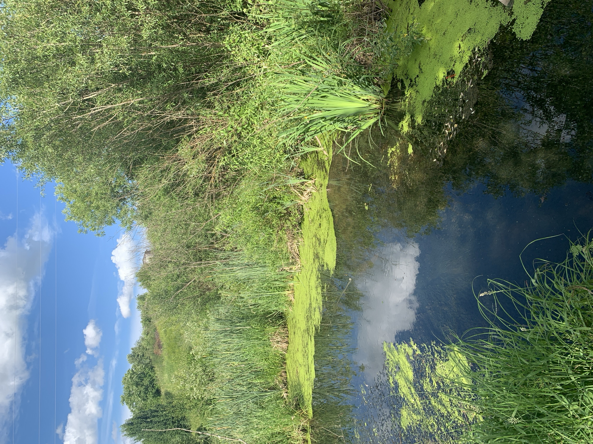 The image depicts a serene natural scene with a body of dark water covered in patches of bright green duckweed. Tall reeds and lush green vegetation line the banks of the water. In the background, a gentle grassy slope is covered with various trees and shrubs, and a bright blue sky with scattered white clouds completes the vista. The overall impression is one of a tranquil, undisturbed natural environment, possibly a pond or slow-moving stream on the outskirts of the city of Fokino, Russia.