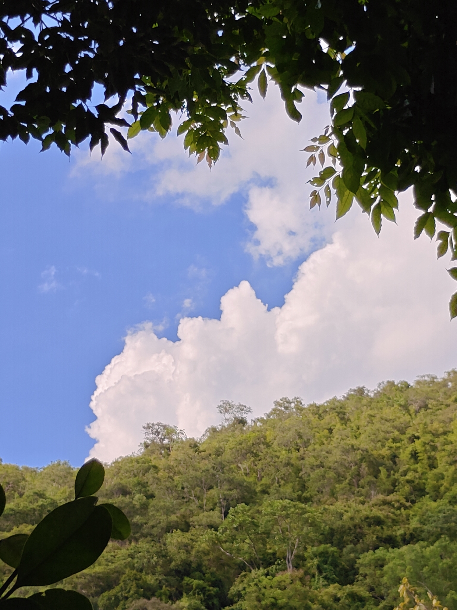 This is a photograph taken in Mu Si, Thailand, looking up at a forested hillside under a partly cloudy sky. In the foreground, silhouetted leaves from a tree partially obscure the view. The middle ground is dominated by a dense green hillside covered in trees, with a bright white cloud formation visible in the upper portion of the sky. The sky itself is a clear blue. The image captures a natural landscape with lush vegetation.