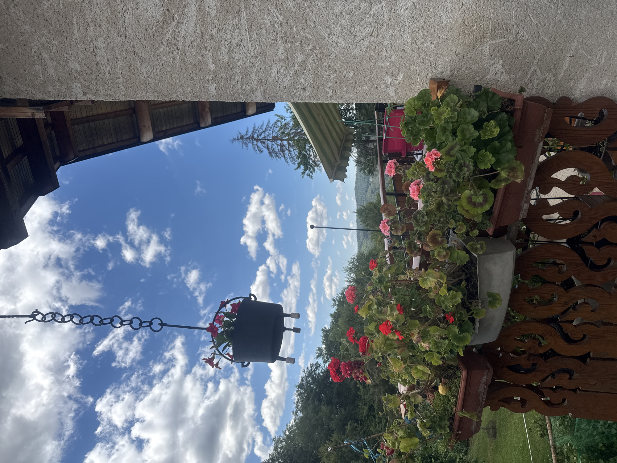 An outdoor balcony scene in Les Rousses, France, features a weathered concrete wall on the right, supporting a wooden overhang with a corrugated roof. Below the overhang, an awning with green and white stripes is partially visible. The balcony railing is made of intricately carved dark wood. Various potted plants, including red and pink geraniums, are arranged on the balcony, some in brown plastic planters and one in a gray planter. A black hanging planter with red flowers dangles from a chain above. In the background, a lush green landscape with trees and rolling hills stretches under a bright blue sky dotted with fluffy white clouds. A tall, slender pine tree stands prominently against the sky. The scene is illuminated by natural daylight, suggesting it is daytime.