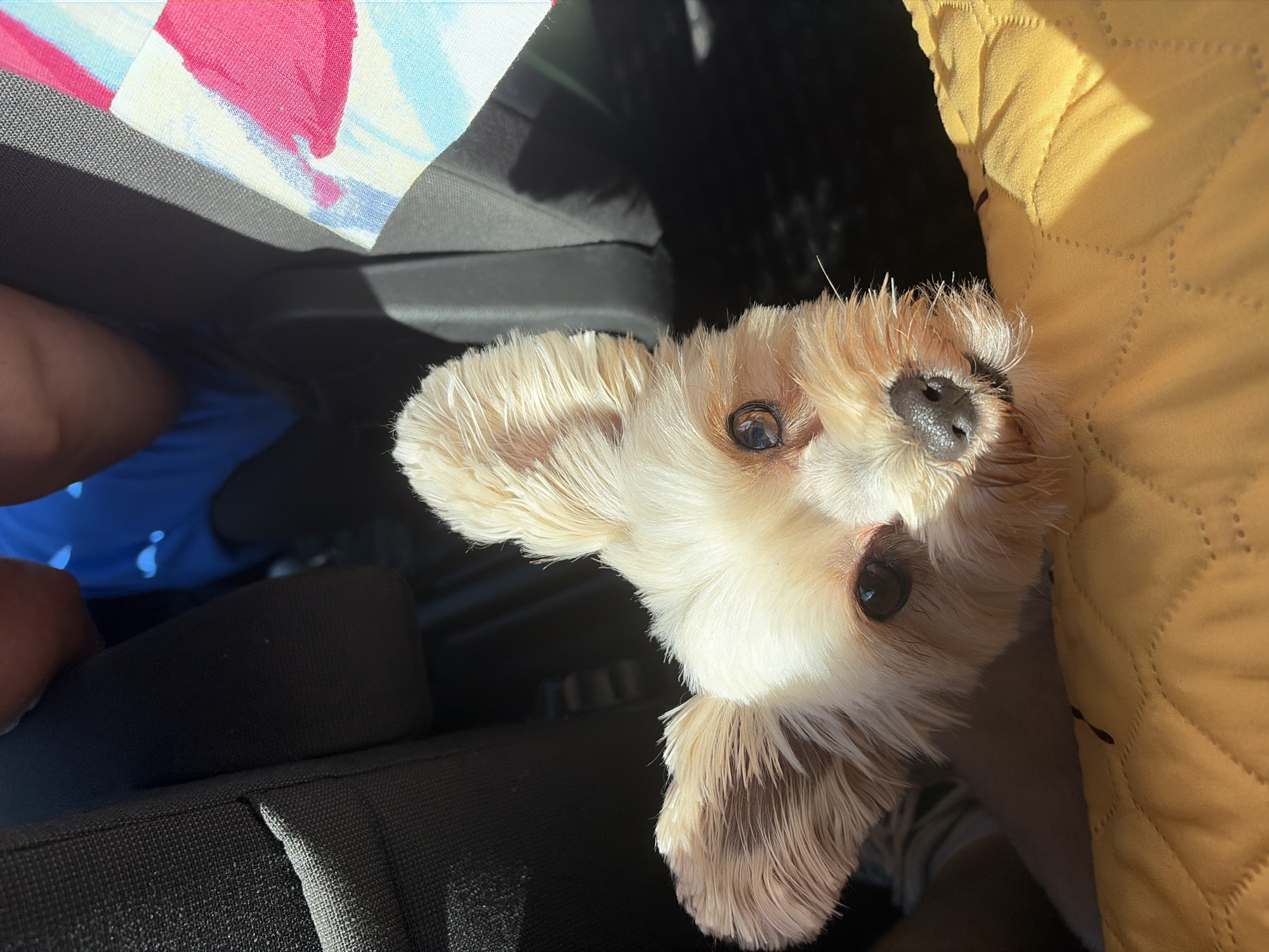 The image captures a close-up of a small, light-colored dog with large ears and dark eyes. The dog is looking directly at the camera, with its nose resting on a yellow, quilted surface, likely a blanket or cushion. In the background, dark car seats are visible, along with a glimpse of colorful fabric with pink, blue, and white patterns. The lighting suggests an outdoor setting, possibly a sunny day, with shadows cast across the scene. The image does not provide any specific details about the Settlement of sanatorium "Podmoskovye", Russia, nor does it contain any discernible human subjects interacting with the dog.