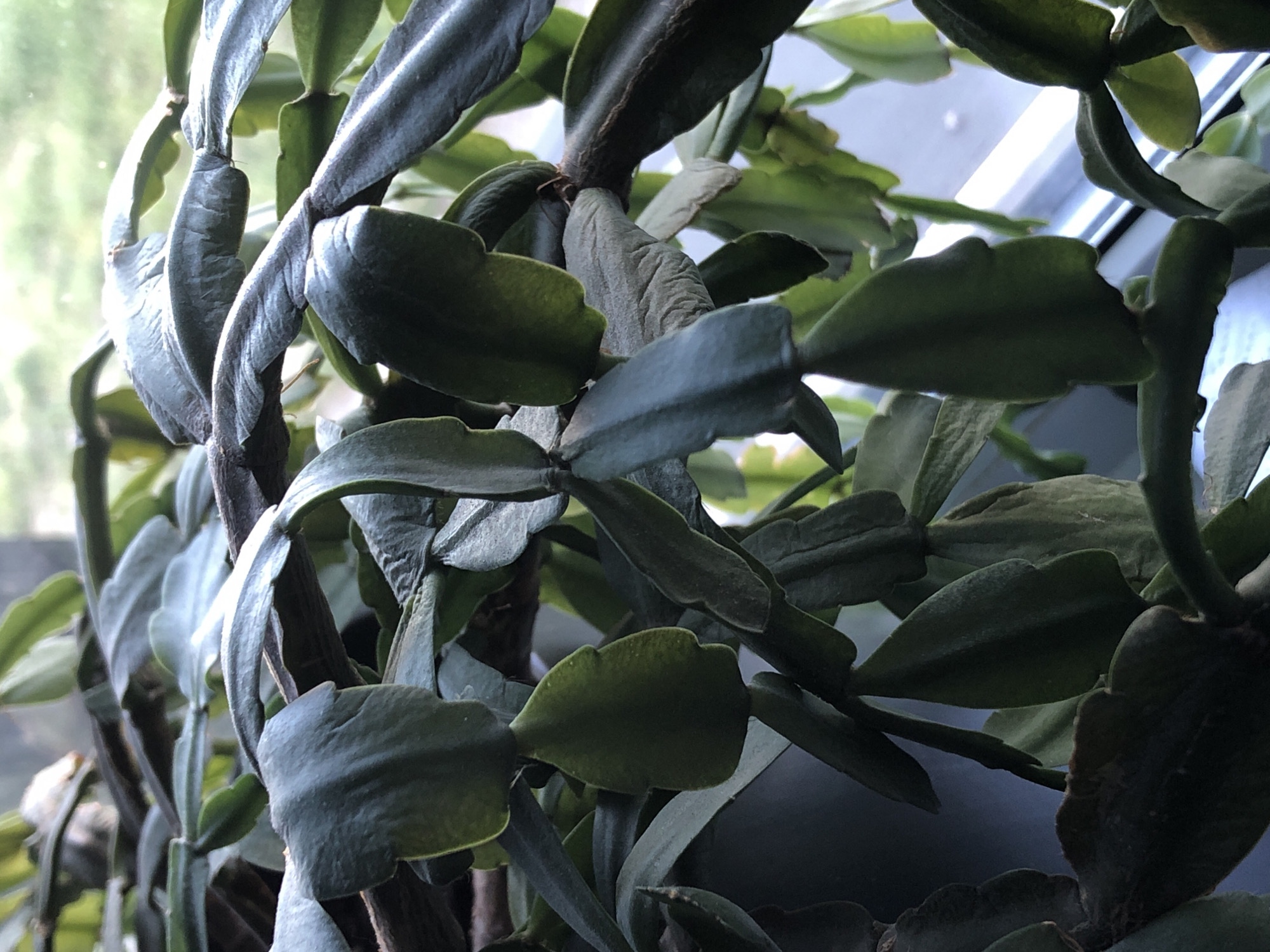 The image shows a close-up view of a plant, likely a Christmas cactus, with its characteristic flattened, segmented stems. The leaves are dark green and appear somewhat leathery, with some showing signs of wilting or dryness, indicated by creasing and a duller hue. The plant is densely packed, with stems overlapping each other. Sunlight appears to be filtering in from the right side of the image, suggesting it is near a window. The background is out of focus but shows a bright, blurred area, consistent with a window and possibly outdoor greenery. There are no people, animals, or any indication of the city of Petropavlovsk-Kamchatsky, Russia. The scene is entirely focused on the plant itself.