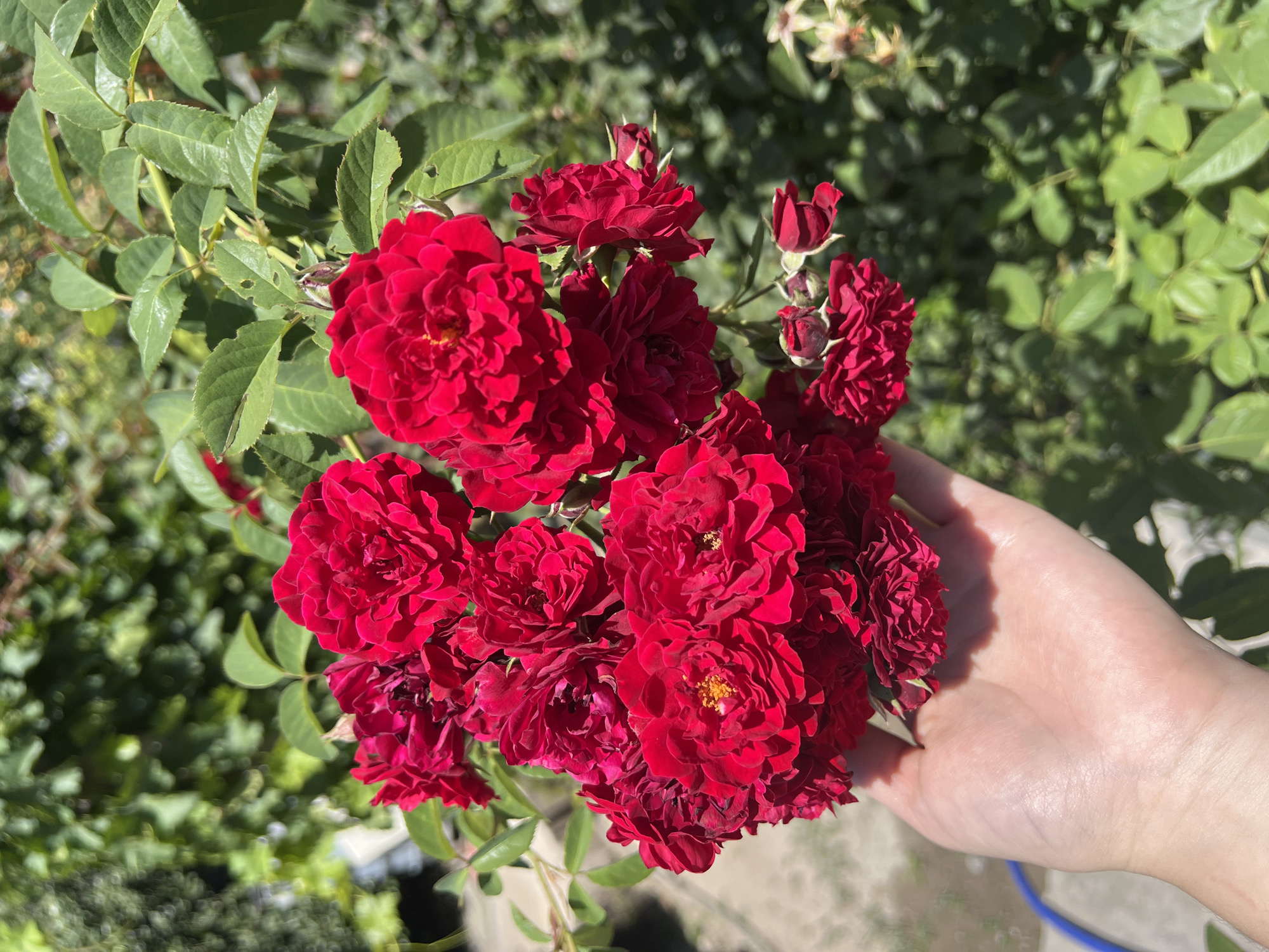 A cluster of vibrant red roses is held in a person's left hand, which is positioned in the foreground. The roses are in full bloom and densely packed, with some smaller buds also visible. The hand appears to be a light skin tone. Behind the roses and hand, a lush green garden is visible, with blurred foliage and sunlight dappling through the leaves, suggesting an outdoor setting. The ground in the background is indistinct, with hints of a paved surface and possibly some garden features. The image is taken in an outdoor environment, likely a garden or park, in the city of Еркін, Kazakhstan.