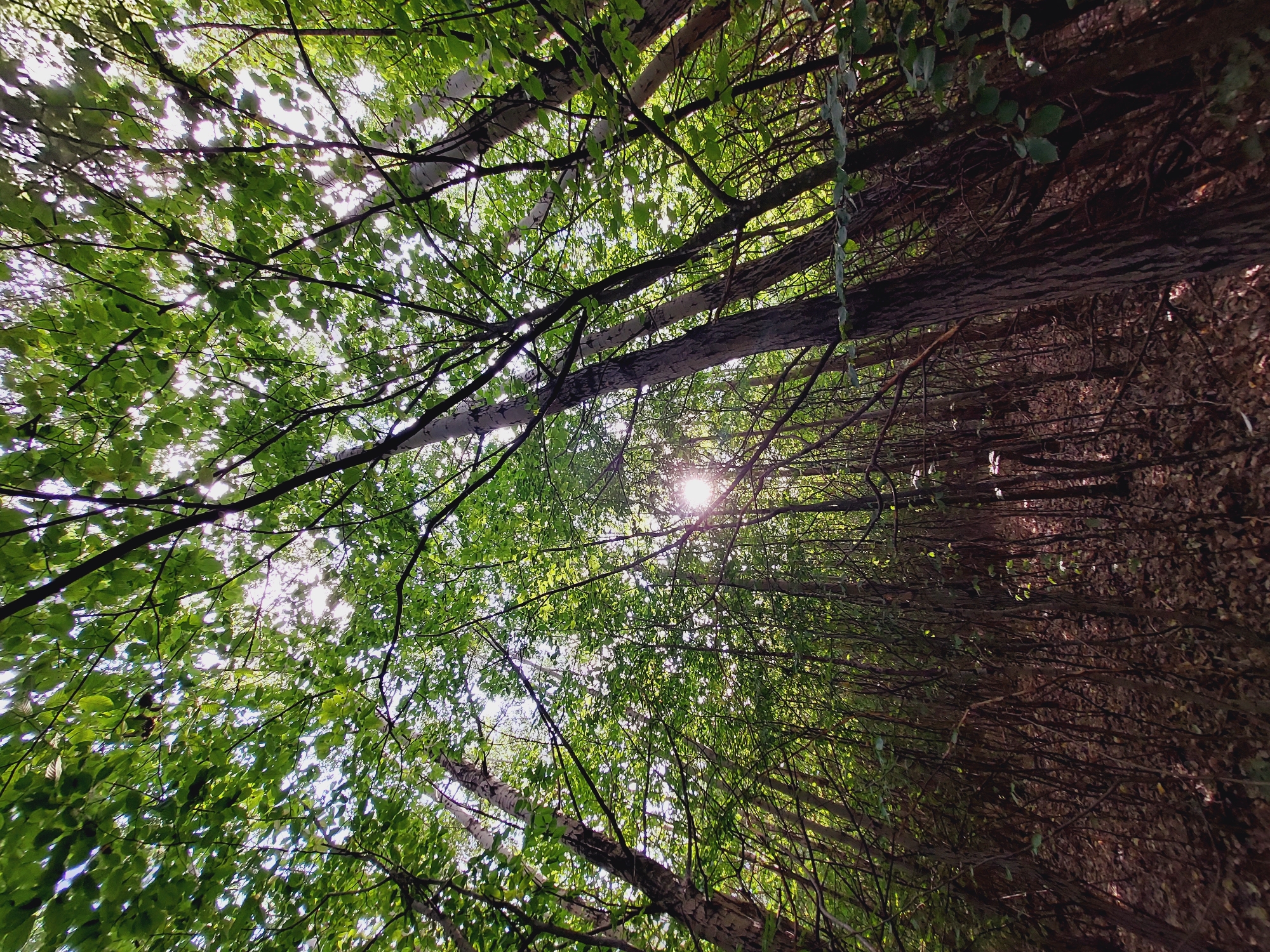 The image depicts a dense forest scene looking upwards towards the canopy. Sunlight filters through the green leaves, creating a dappled effect. Several tree trunks are visible, some with textured bark. The ground is covered in fallen leaves and undergrowth. The scene is located in the city of Bistritsa, Bulgaria. There are no people or animals visible in the image.