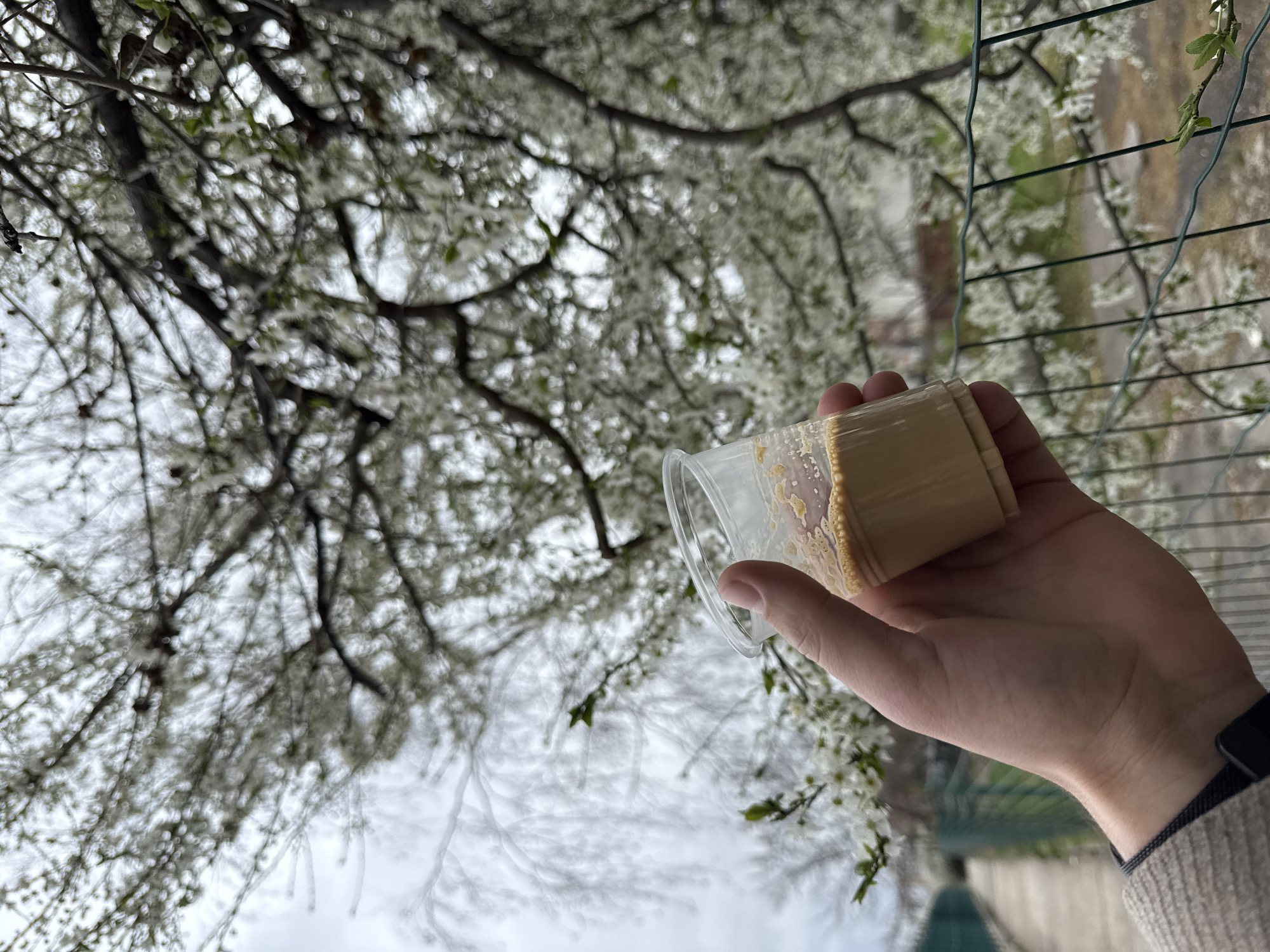 A hand holds a small, clear plastic container filled with wooden sticks that appear coated in a brown or beige substance. The background shows a tree with many white blossoms, suggesting springtime. A green fence and glimpses of buildings are also visible. Based on the presence of Bulgarian text and the image context, it's plausible this photo was taken in Sofia, Bulgaria. There is a human wearing a watch. The image is rotated.