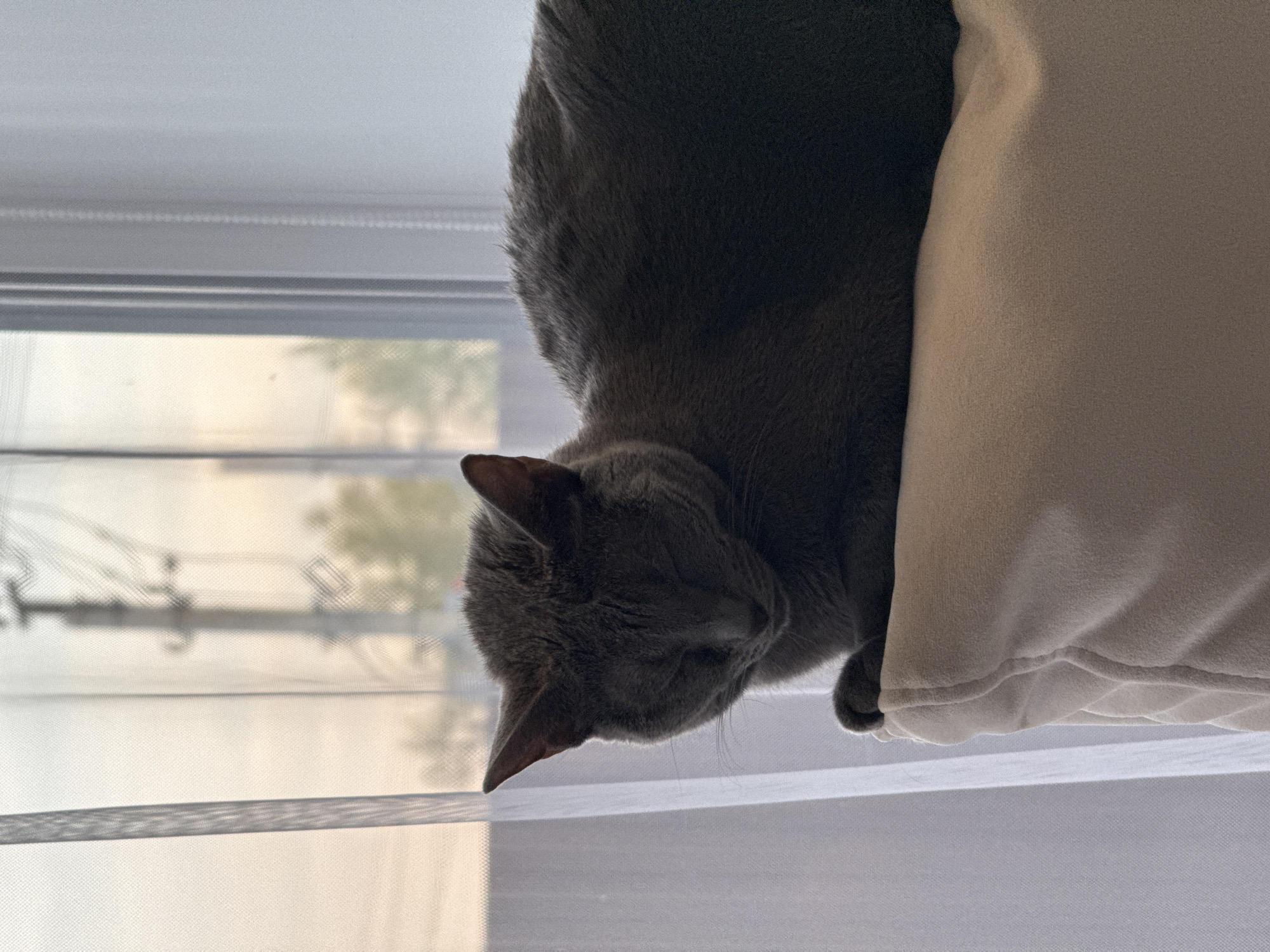 A gray cat rests on a light-colored pillow near a window with white, translucent blinds. The blinds allow a blurred view of a street scene with utility poles and vegetation. The scene suggests an indoor environment, likely a residence. The location of Молодёжный, Russia, is not directly discernable from the image.