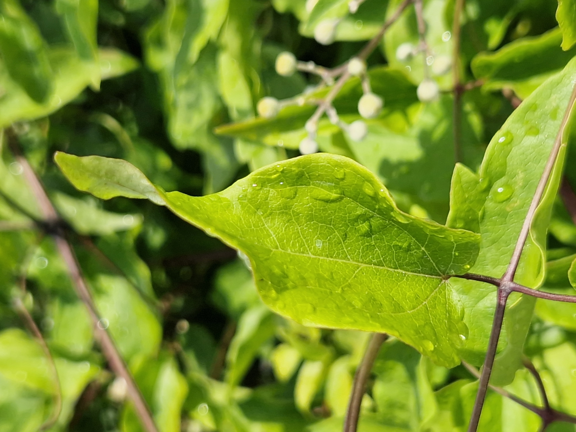 A close-up, horizontal shot showcases a vibrant green leaf, textured with a network of veins and adorned with small, sparkling water droplets. The leaf is positioned prominently in the foreground, slightly curved and catching the light. Behind it, a tangle of stems and more green foliage creates a lush, slightly blurred background. Some of the stems are a deep reddish-brown, while others are lighter green. In the upper right portion of the image, a cluster of small, pale buds on a thin stem is visible, also out of focus. The lighting suggests it is daytime, possibly after a light rain shower, given the water droplets. The setting appears to be a garden or natural outdoor environment, with the specific location inferred as Sofia, Bulgaria. There is no visible text in the image.