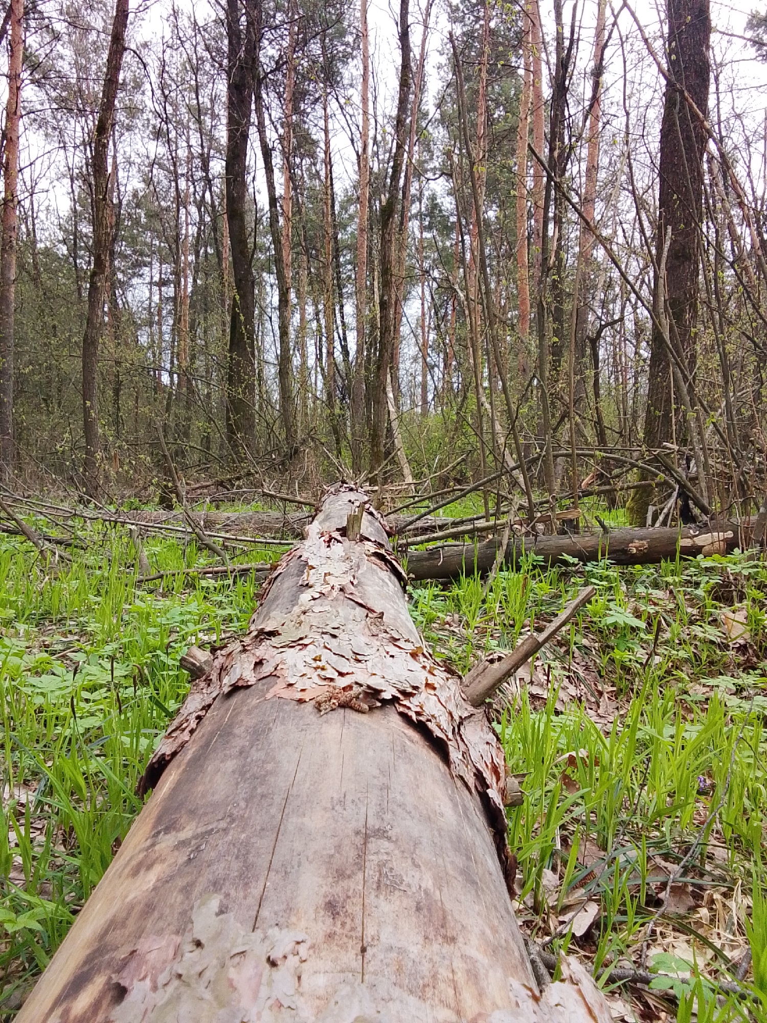 This image captures a tranquil forest scene, focusing on a large, fallen tree trunk in the foreground that spans diagonally across the lower half of the frame. The trunk, weathered and shedding bark, lies amidst a carpet of vibrant green grass and ground vegetation. Its surface shows textures of cracked wood and peeling layers of bark, with some remnants of smaller branches sticking out.
In the midground and background, a dense array of trees rises, predominantly tall and slender. Many of these trees appear deciduous, with bare branches or just beginning to sprout new, light green leaves, suggesting early spring. Some conifers with reddish-brown trunks are also visible deeper in the forest. The forest floor is littered with smaller branches and other fallen timber, indicating a natural, unmanaged environment.
The scene is set during the daytime under an overcast sky, which provides soft, diffused lighting without harsh shadows. There is no human activity visible. The overall atmosphere evokes a sense of wilderness and the cycle of nature, with the fallen log integrating into the forest ecosystem. No discernible text is visible in the image. The location is Елец-Маланино, Russia.