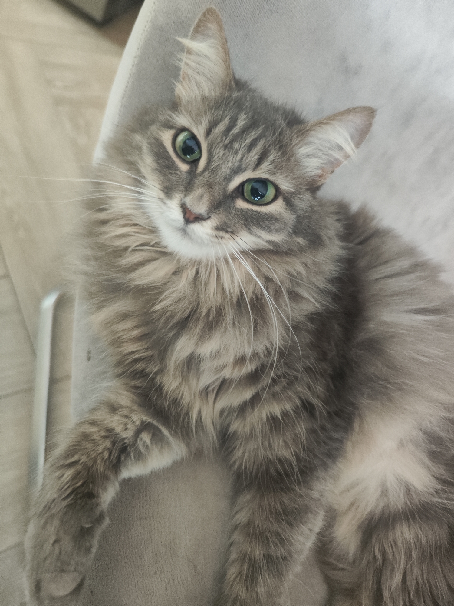 A medium shot captures a grey tabby cat with green eyes lying on a grey chair. The cat's fur is long and fluffy, and it has white whiskers. The background is slightly out of focus, showing a light-colored wooden floor. The scene appears to be indoors and there is no information to suggest it is in the city of Chaikovsky, Russia.