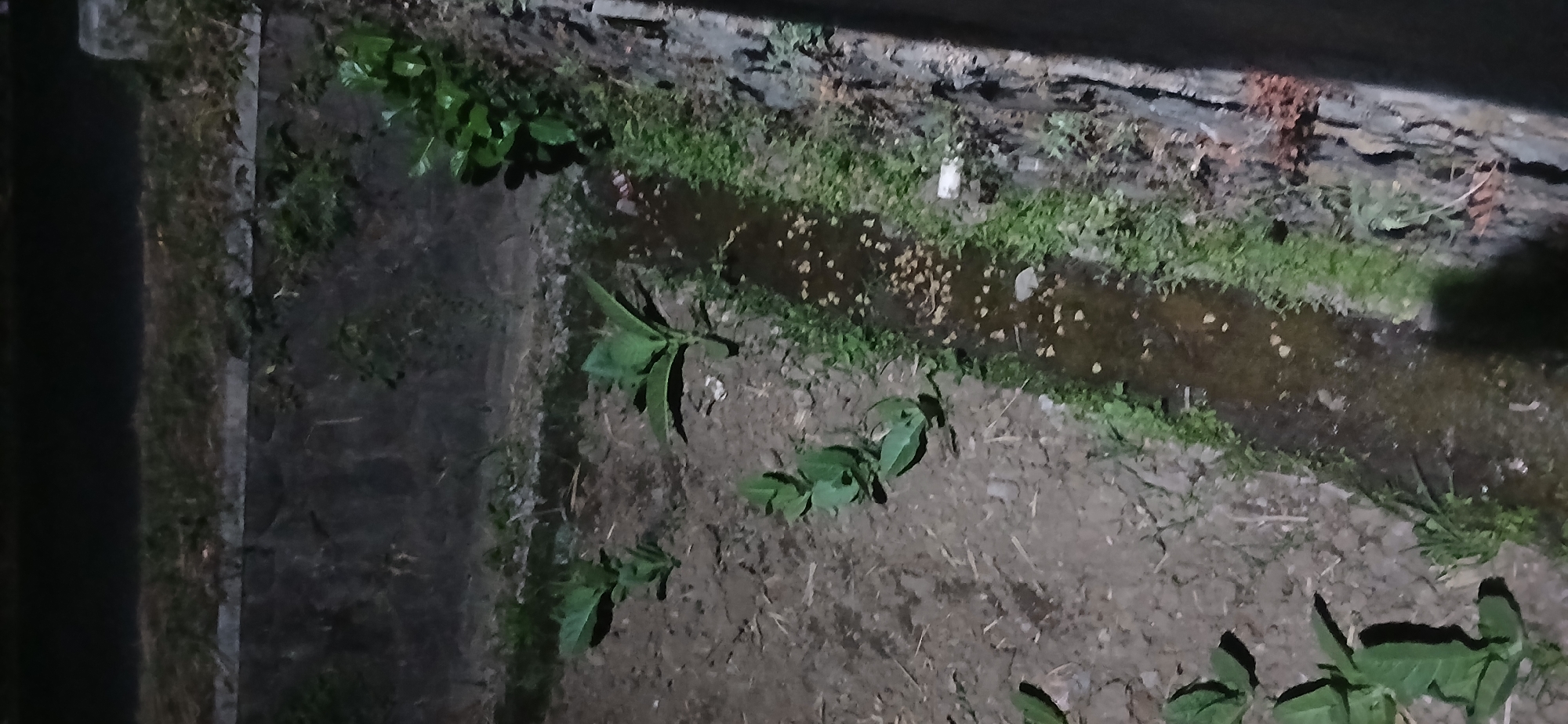 The image depicts a small, shallow ditch with water flowing through it, lined with green grass and some plants. On the left side of the ditch, there are several small plants growing in the soil. The ditch is surrounded by dark, rough-textured ground and some concrete structures. The scene appears to be outdoors, possibly in a garden or along a pathway. The lighting suggests it is nighttime or a dimly lit area. There are no people visible in the image. The location is identified as Sekarputih, Indonesia.