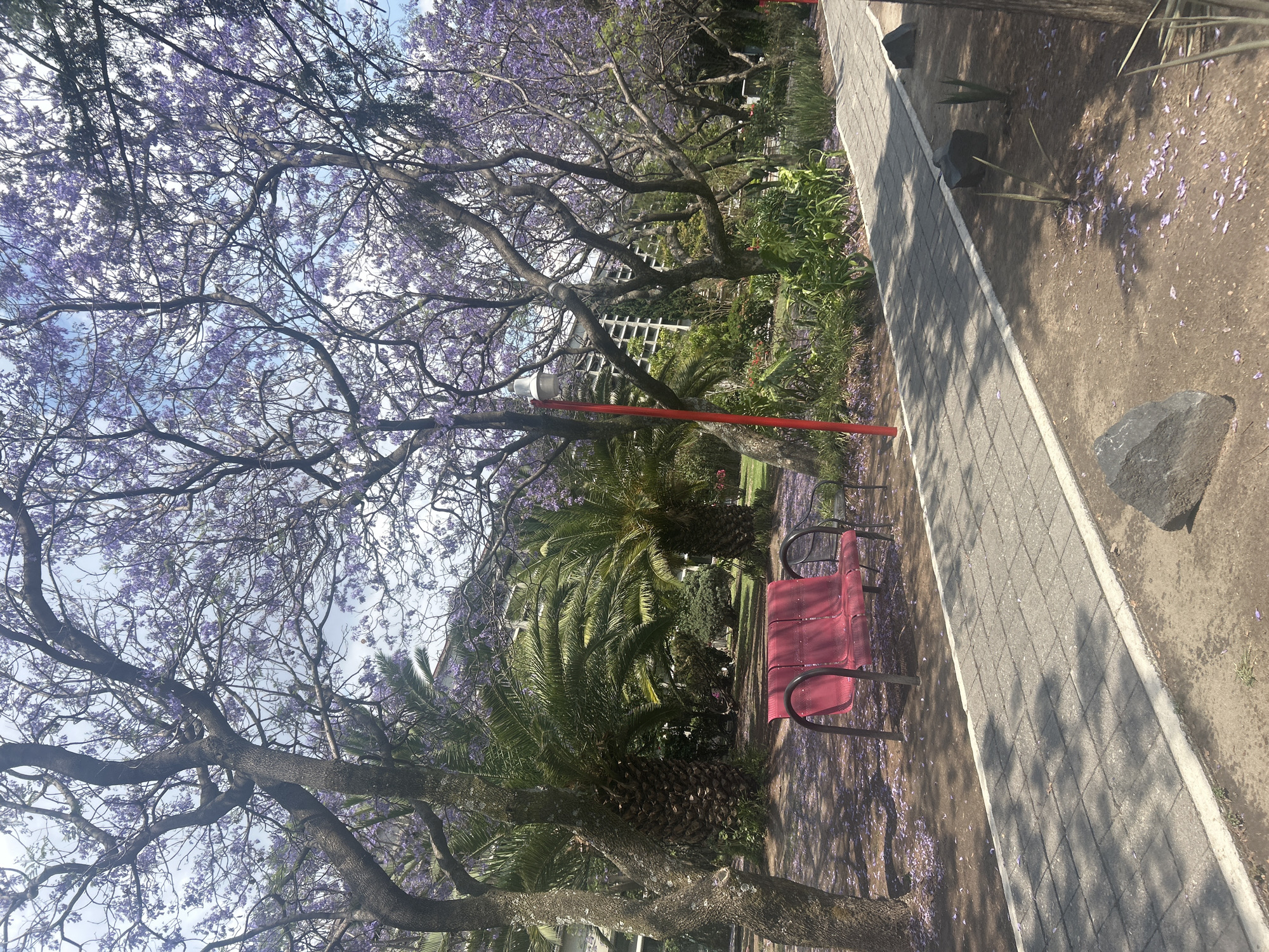 The image shows a park scene with jacaranda trees in full bloom, scattering purple petals on the ground. A red bench sits beside a paved path, partially shaded by the trees. Palm trees and other vegetation add to the lush greenery. A red pole stands near the bench. The location is unknown.