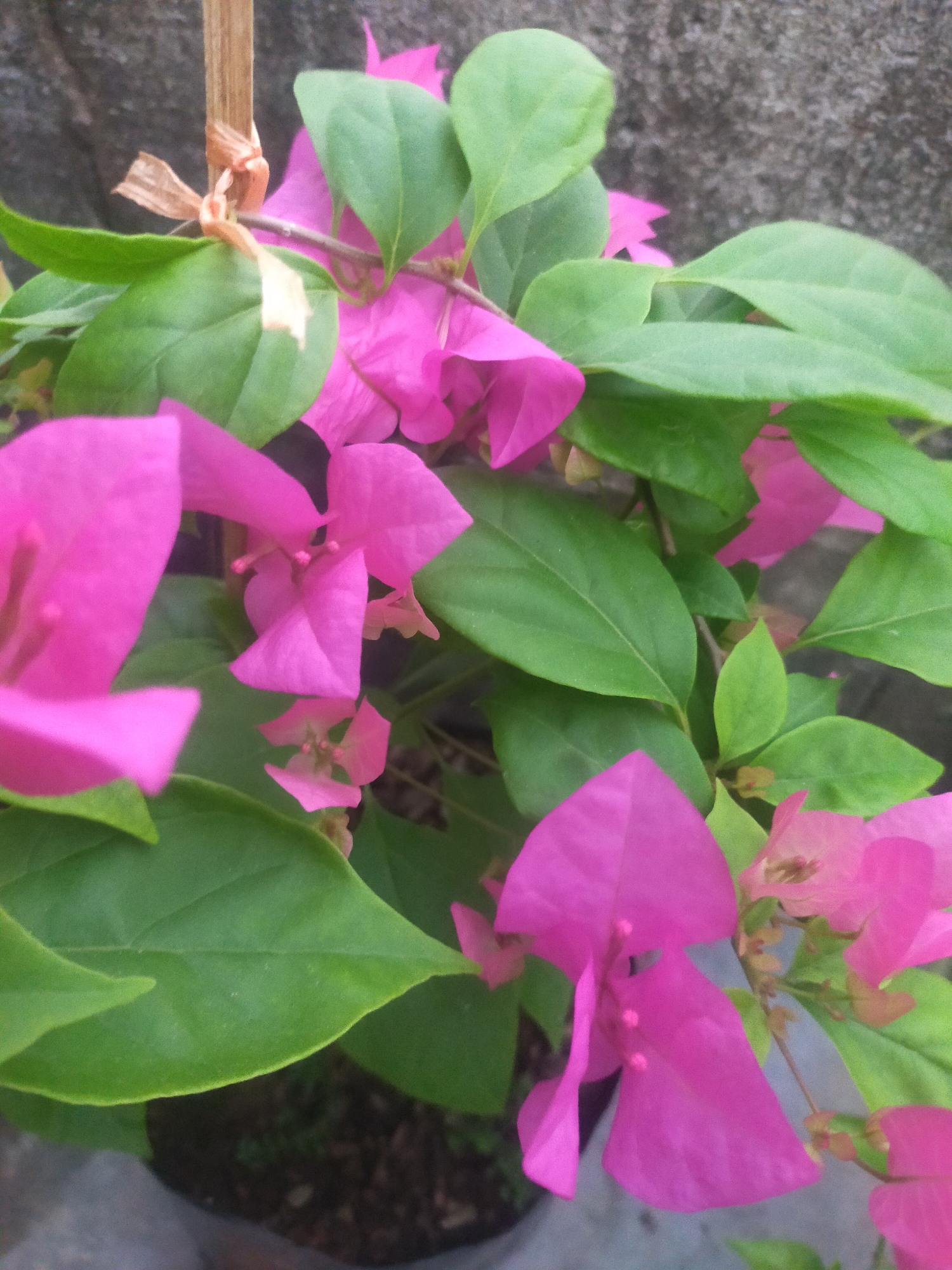 The image shows a close-up of a bougainvillea plant with vibrant pink bracts and green leaves. The plant is in a pot, indicated by the dark soil and the edge of the pot visible at the bottom left. A thin wooden stake, tied to the plant with a brown string, is present in the upper left portion of the image, suggesting the plant is being supported. The background is a rough, gray concrete wall. The scene appears to be outdoors. No people or animals are present. The image was taken in Tegalandong, Indonesia.