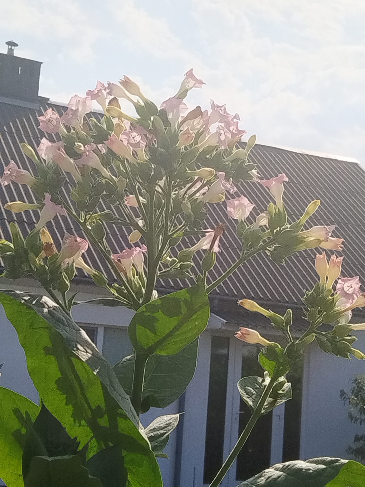 The image depicts a close-up view of tobacco flowers blooming in front of a building with a dark, sloped roof. The flowers are a light pinkish-white color and are arranged in clusters on green stems. Large, green tobacco leaves are visible in the foreground. The building appears to be a residential structure, with a dark chimney visible on the left side of the roof. The sky above is a pale blue with some white clouds. The lighting suggests it is daytime, with the sun casting shadows and highlighting the textures of the leaves and flowers. The scene is static, with no people or animals present. The overall impression is a natural element, the flowering tobacco plant, juxtaposed against an urban or suburban architectural background. The location is described as the city of Brest, Belarus.