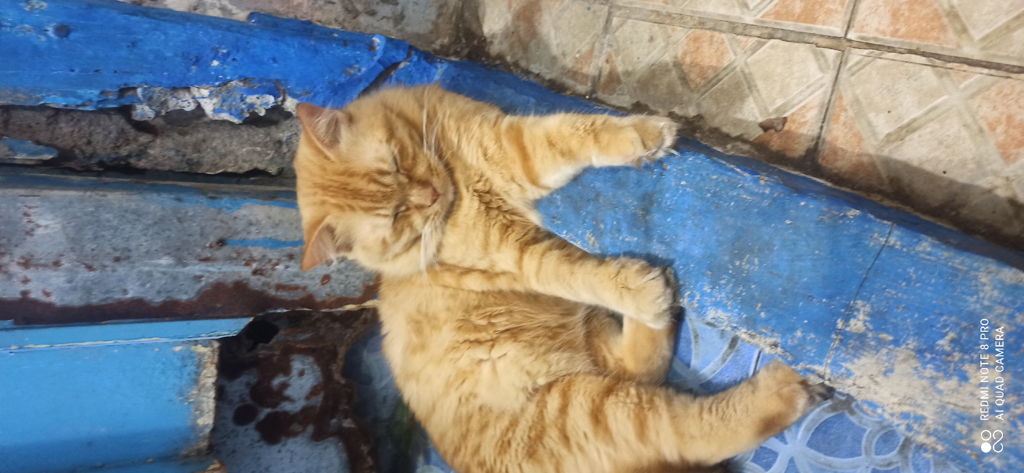 An orange tabby cat with closed eyes is resting on a blue painted surface. The cat is lying on its side with its front paws extended. The background consists of a distressed blue and gray wall with peeling paint and rust. The floor beneath the blue surface appears to be tiled. The scene is likely outdoors or in an unkempt indoor space.