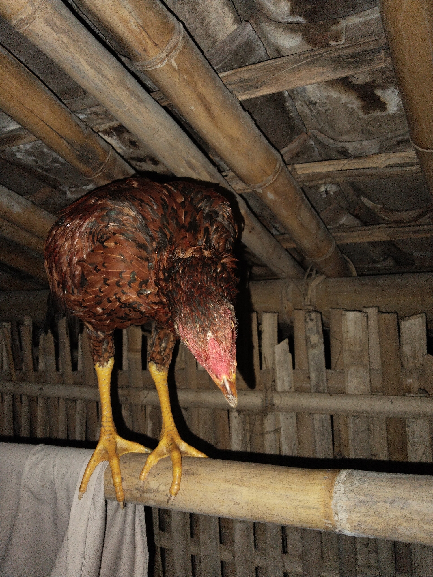 A brown and red-feathered chicken stands on a bamboo perch inside a shelter. The chicken has yellow legs and appears to be looking down. The perch is part of a bamboo fence structure. The shelter’s ceiling is also made of bamboo poles and weathered boards. The location is Unknown, Unknown.