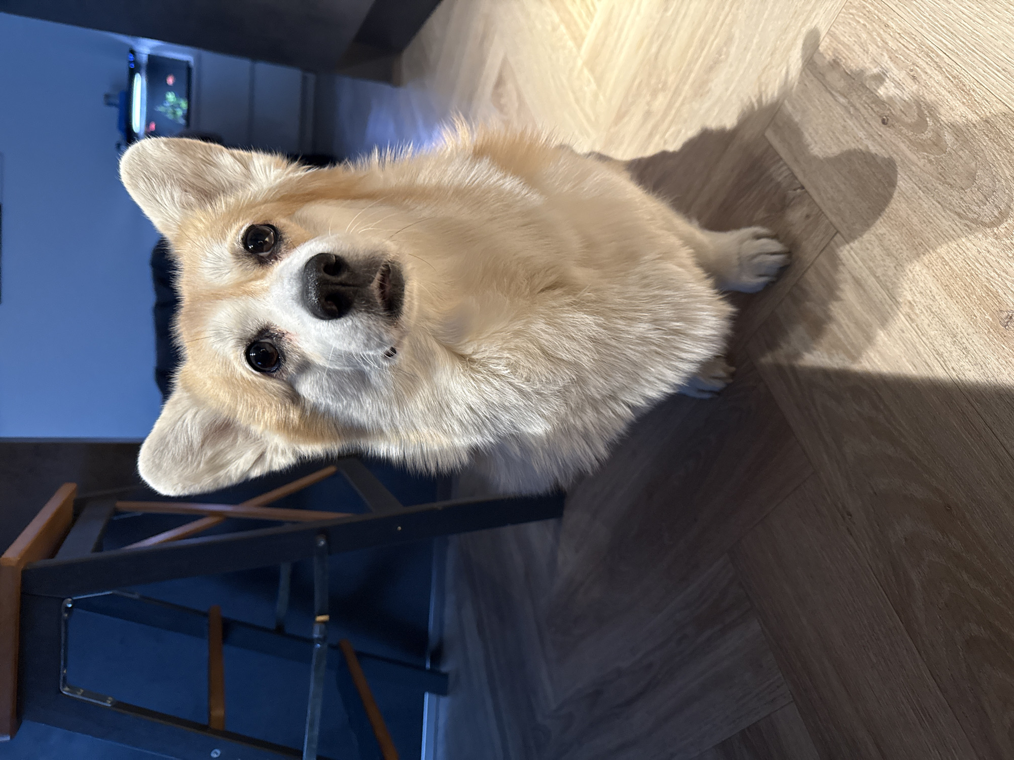 A corgi dog is looking up towards the camera. The dog is light brown and white. The dog is indoors and standing on wooden floors. Part of a dark metal chair is visible to the left. In the background, there is a fish tank. I cannot determine if this image was taken in Krasnoyarsk, Russia.