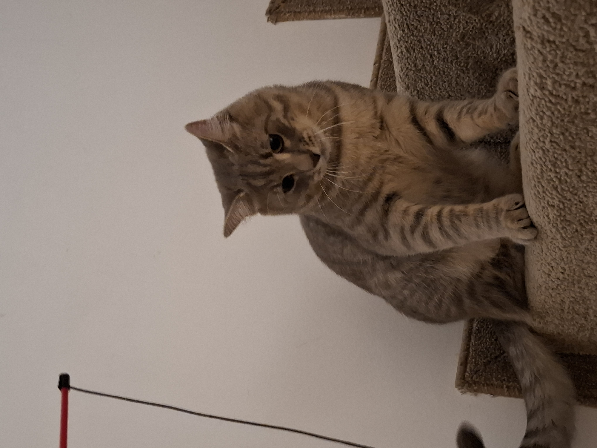 A tabby cat is sitting on a carpeted stair. The cat is facing forward and looking down with its head tilted. The cat's fur is a mix of brown and grey stripes. The stair is covered in a light brown carpet. A red and black toy on a string is hanging from the left side of the image. The background is a plain white wall. The image is taken from a low angle, looking up at the cat. There is no information about the location in the city of Zemun Urban Municipality, Serbia.