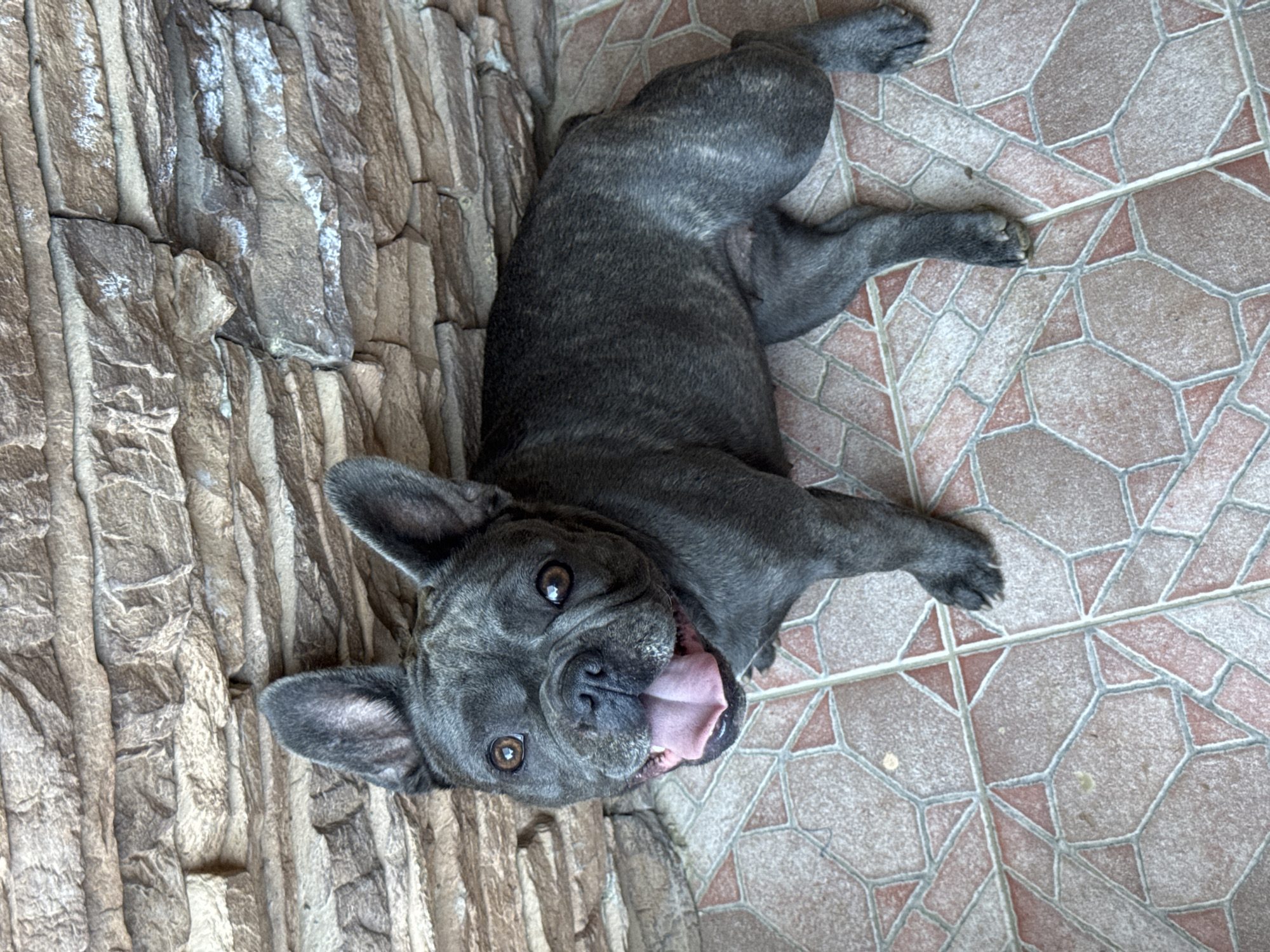 A French Bulldog lies on its side on a patterned tiled floor, its head turned towards the camera. The dog is a dark gray color with brindle markings. Its mouth is open, revealing a pink tongue and teeth, and its eyes are wide and brown. Its ears are perked up. To the left of the dog is a textured, stone-like surface that appears to be a wall or decorative feature. The tiles are a mix of pinkish-brown and beige, with a geometric pattern. The lighting suggests it is daytime, possibly outdoors or in a well-lit interior space. The dog appears alert and possibly playful. The image is oriented such that the dog is lying horizontally across the frame.