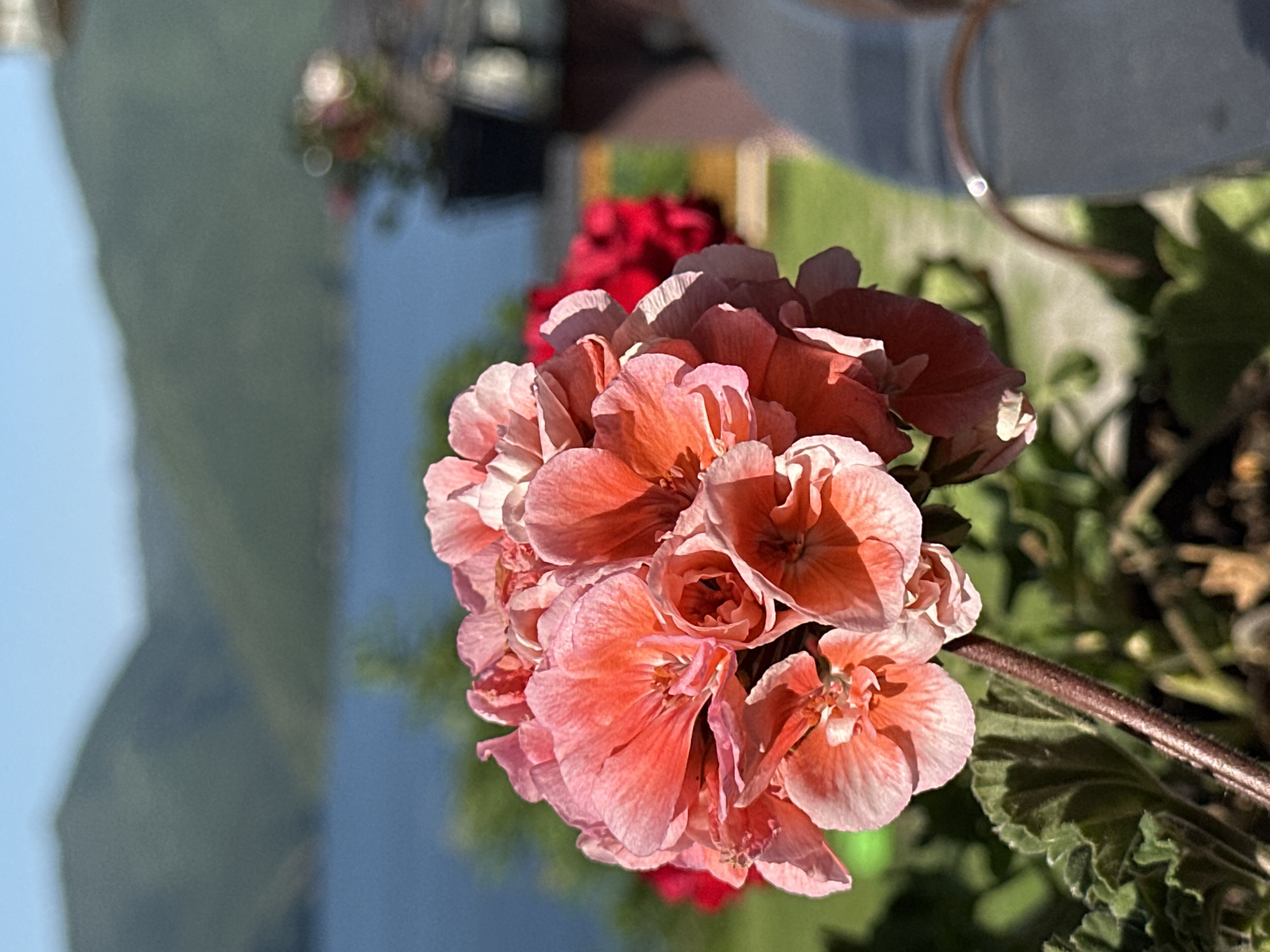 This is a close-up, eye-level, outdoor photograph of a cluster of vibrant coral-pink geranium flowers in the foreground. The flowers are in sharp focus, with intricate petal details and natural lighting highlighting their textures. Behind the flowers, the background is softly blurred, revealing a body of water, possibly a lake or reservoir, under a clear blue sky. Distant, rolling green hills are visible beyond the water. The setting appears to be a scenic, natural landscape, consistent with the mountainous terrain surrounding Glavatartsi, Bulgaria, known for its natural beauty and proximity to the Kardzhali Reservoir. There are no people or specific man-made structures prominently featured in the immediate vicinity of the flowers, suggesting a peaceful, natural setting.
