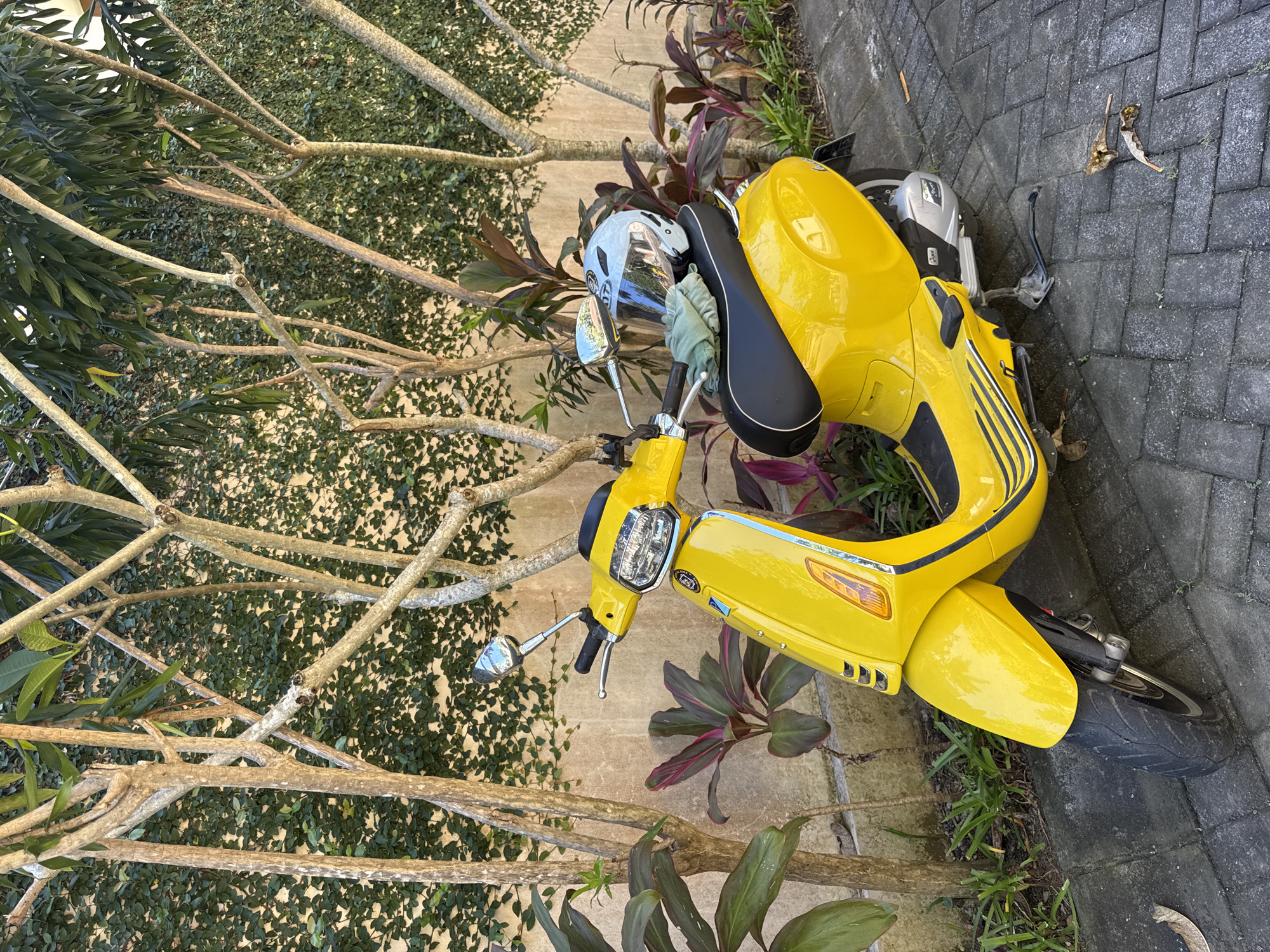 A yellow scooter with a black seat and silver trim is parked on a brick pathway next to a garden with various plants. A light blue helmet rests on the scooter seat. The scene is illuminated by natural light. The scooter appears to be in Ungasan, Indonesia.