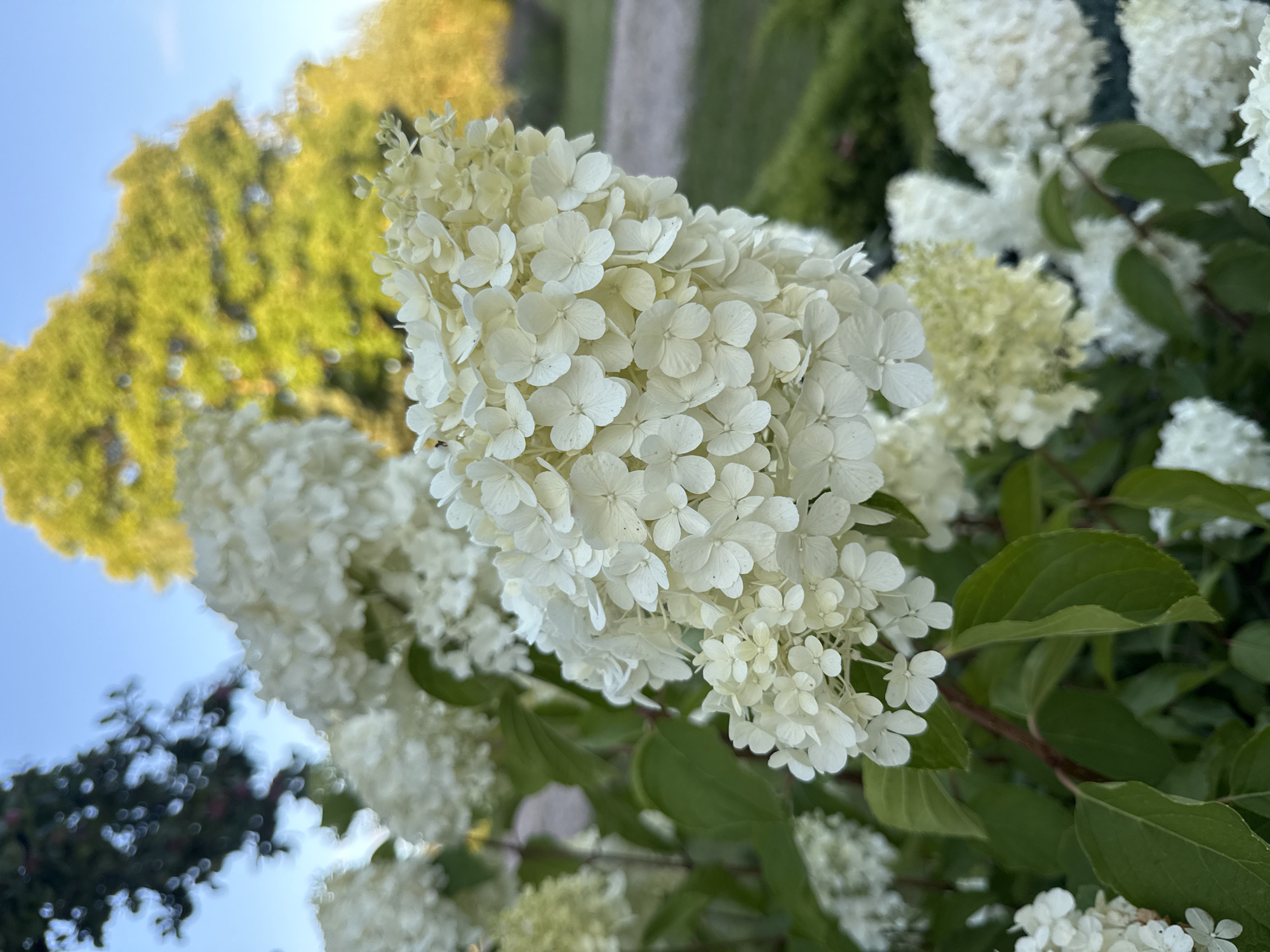 This is a close-up, eye-level photograph of a white hydrangea plant in bloom. The flowers are large, cone-shaped clusters of small, delicate white petals. Some of the flowers have a slight yellowish tint, indicating they may be starting to age or are a variation of the white hydrangea. Lush green leaves of the hydrangea are visible, providing a backdrop and contrast to the white blooms. In the background, soft-focus elements suggest an outdoor setting. A hint of blue sky is visible at the top of the frame, with the blurred shapes of trees and foliage in the distance, suggesting it is daytime and possibly late afternoon or early evening due to the soft lighting. The overall impression is one of natural beauty and tranquility, characteristic of a garden setting. The location is identified as Vikraičiai, Lithuania, implying this scene is part of the natural landscape or a cultivated garden within that area. There are no people, animals, or specific structures prominently featured in the image.