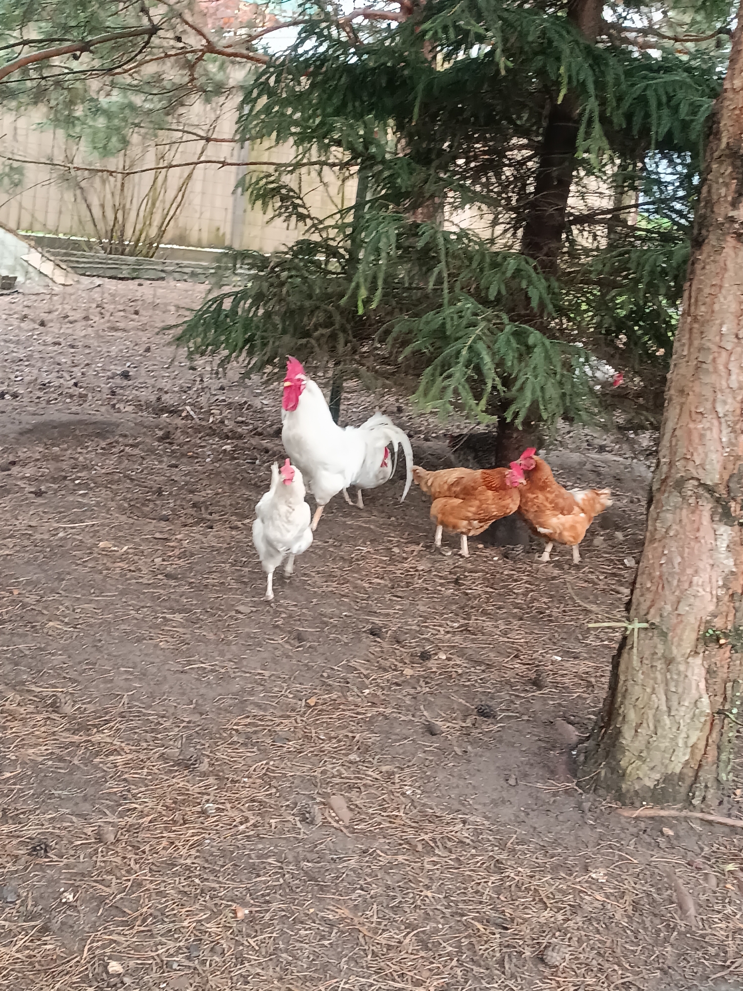 The image depicts a rural scene, possibly a backyard in Motyakovo, Russia (although this cannot be confirmed from the image alone). There is a small flock of chickens, consisting of a white rooster, a white hen, and three brown hens. They are standing on soil covered with pine needles, situated near the base of two evergreen trees. A fence is visible in the background. The chickens appear to be interacting or foraging in the soil.