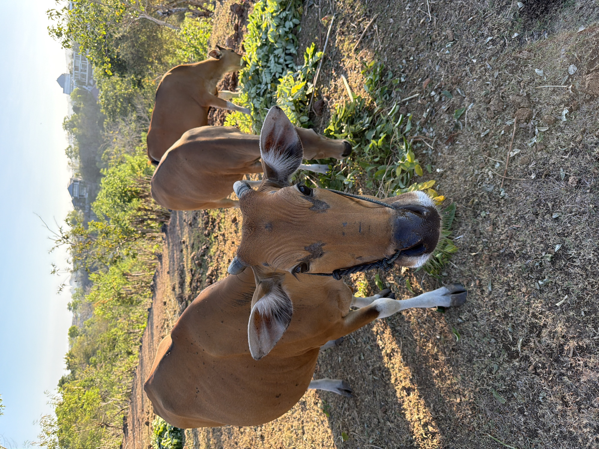 A group of three brown cows are grazing in a dry, grassy field with scattered vegetation and some man-made structures visible in the background. The cow in the foreground is facing the camera, with its head and chest filling the majority of the frame. It has a rope halter around its neck. To its right, another cow is partially visible, also grazing. In the background, a third cow is seen further away, also eating vegetation. The environment appears to be a rural or semi-rural area with a clear sky and soft sunlight casting shadows. The structures in the background suggest a developed area, possibly Kuta Selatan, Indonesia, given the context. The ground is covered in dry grass, dirt, and some scattered leaves and twigs.