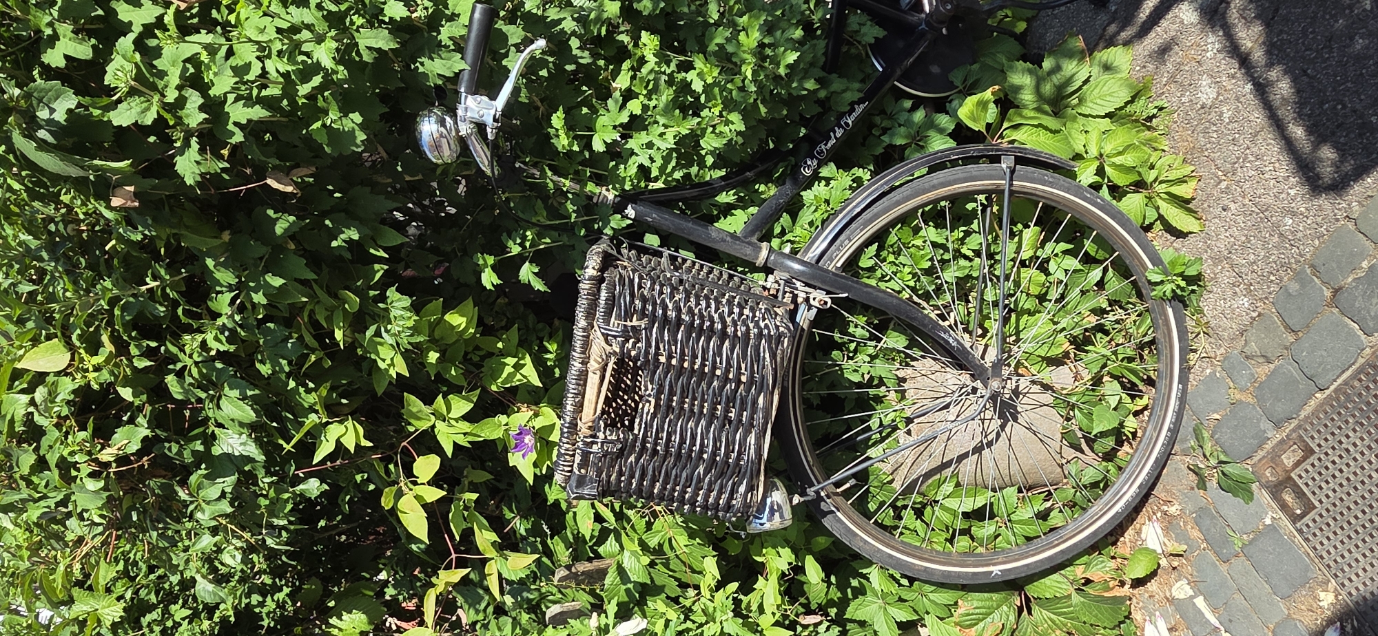 A black bicycle with a wicker basket is leaning against a dense green hedge. The bicycle has a chrome bell on the handlebars and a front wheel with spokes. The basket is dark brown and woven. A single purple flower is visible among the leaves of the hedge, near the basket. The bicycle is parked on a cobblestone path next to a metal grate. The scene appears to be outdoors, likely on a sunny day, given the shadows cast. The text "La Fond du Jardin" is visible on the bicycle frame. This scene is consistent with a street or garden setting in Strasbourg, France, where such decorative bicycles are sometimes seen.