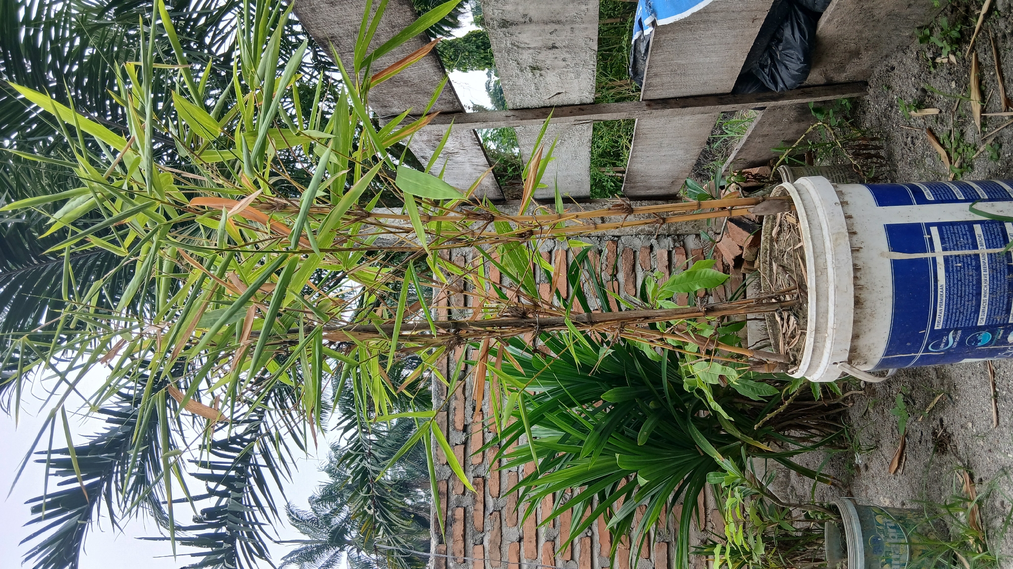 The image depicts a potted bamboo plant situated outdoors in what appears to be a residential backyard or garden area. The bamboo, with its slender, golden stalks and green leaves, is planted in a large, white plastic bucket. Surrounding the bucket are scattered leaves and dry organic matter, suggesting a natural or somewhat unkempt environment.
In the background, a brick wall is visible, with palm trees and other foliage interspersed. To the right, a rustic wooden fence with weathered planks forms part of the boundary. The ground is covered with sand and sparse vegetation. The lighting indicates it is daytime, likely overcast given the soft illumination and diffused shadows.
The scene is characterized by its outdoor, natural setting, with elements of both cultivated and wild plant life. The overall impression is of a simple, functional outdoor space, possibly in a tropical or subtropical climate, given the presence of palm trees. The bucket containing the bamboo plant is a central focus, highlighting a deliberate act of cultivation within this natural environment.