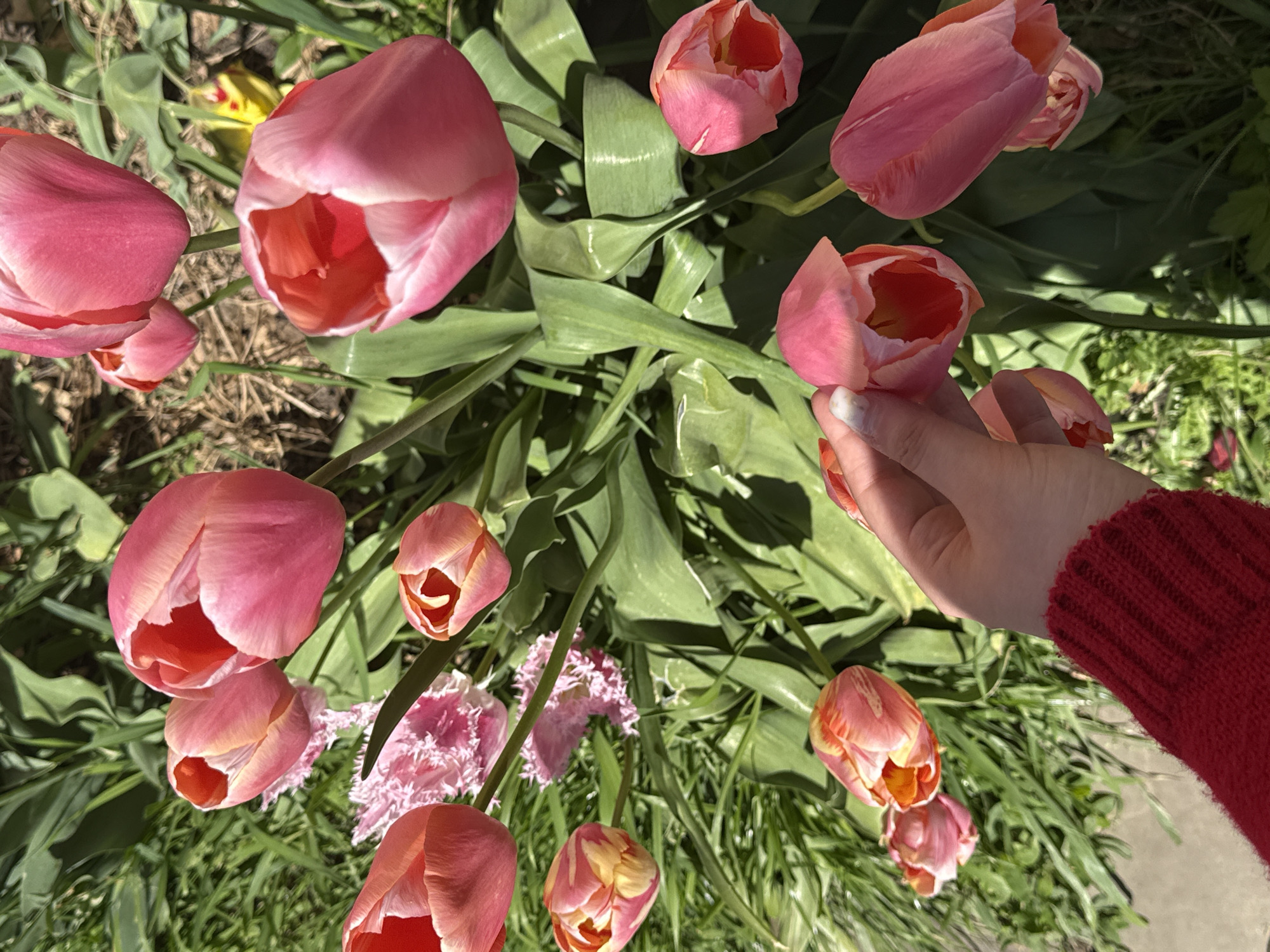 The image presents an overhead, slightly angled view of a vibrant spring garden in Pervorechenskoye, Russia, brimming with numerous pink tulips. The primary subjects are the multitude of tulips, characterized by shades of bright pink with lighter edges and striking red-orange centers. Many blooms are captured in various stages of opening, some fully unfurled, while others retain a more closed bud form. The lush green foliage of the tulips and surrounding grass creates a verdant, natural setting beneath the flowers.
A human hand, appearing fair-skinned, enters the frame from the right, reaching into the cluster of blooms. The fingernails show slight discoloration, possibly from dirt or paint. The hand is clad in a vibrant red knitted sleeve, suggesting a sweater or jacket. One pinkish-yellow tulip is gently cradled by the thumb and forefinger of the hand, indicating interaction with the flowers. Among the dominant pink varieties, a distinctive fringed or ruffled pink flower is partially visible towards the bottom-center, adding textural diversity. Scattered throughout the scene are other tulips exhibiting subtle blends of yellow and red in their petals.
The scene is illuminated by bright natural sunlight, evidenced by the distinct shadows cast on the leaves and ground, indicating a clear, sunny day, likely during the morning or afternoon. No visible text is present in the media file. The overall impression is one of abundant natural beauty and a moment of engagement with the blooming flora in an outdoor garden setting.