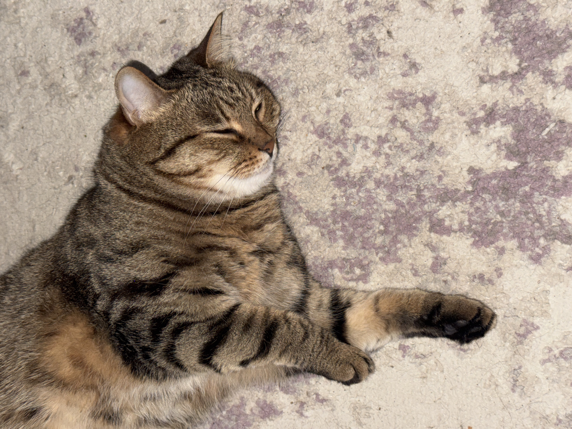 A tabby cat lies on a patterned surface that appears to be concrete or tile with mottled light and dark areas. The cat is facing toward the left with its eyes closed, appearing to be sleeping or resting. It has brown and black stripes and a light underside. One paw is outstretched, while the other is closer to its body. The background is out of focus.
The image does not contain information related to the location in the city of Chaikovsky, Russia.